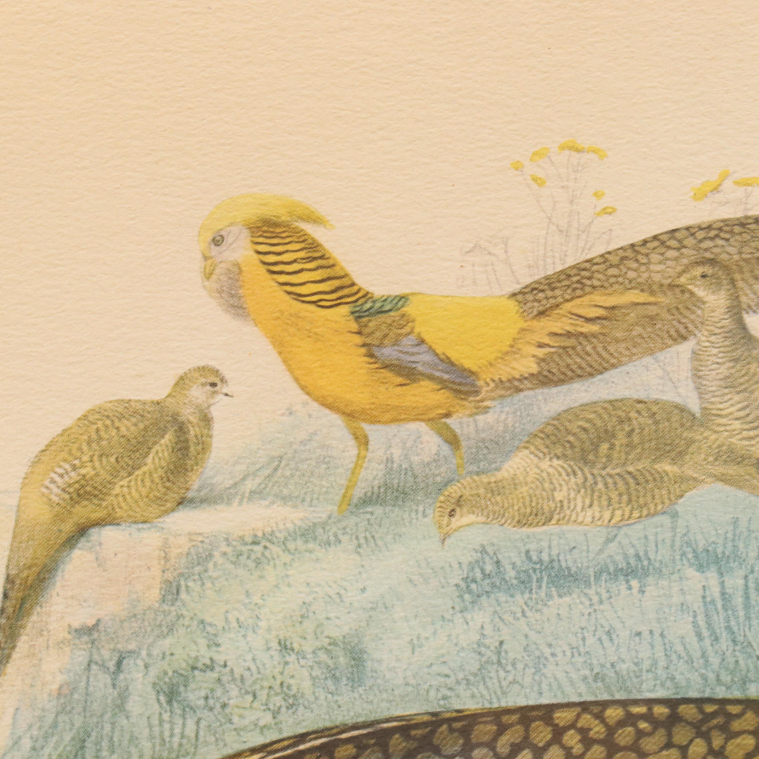 Hand-Colored Halftone After Daniel Giraud Elliot "Thaumalea Picta"