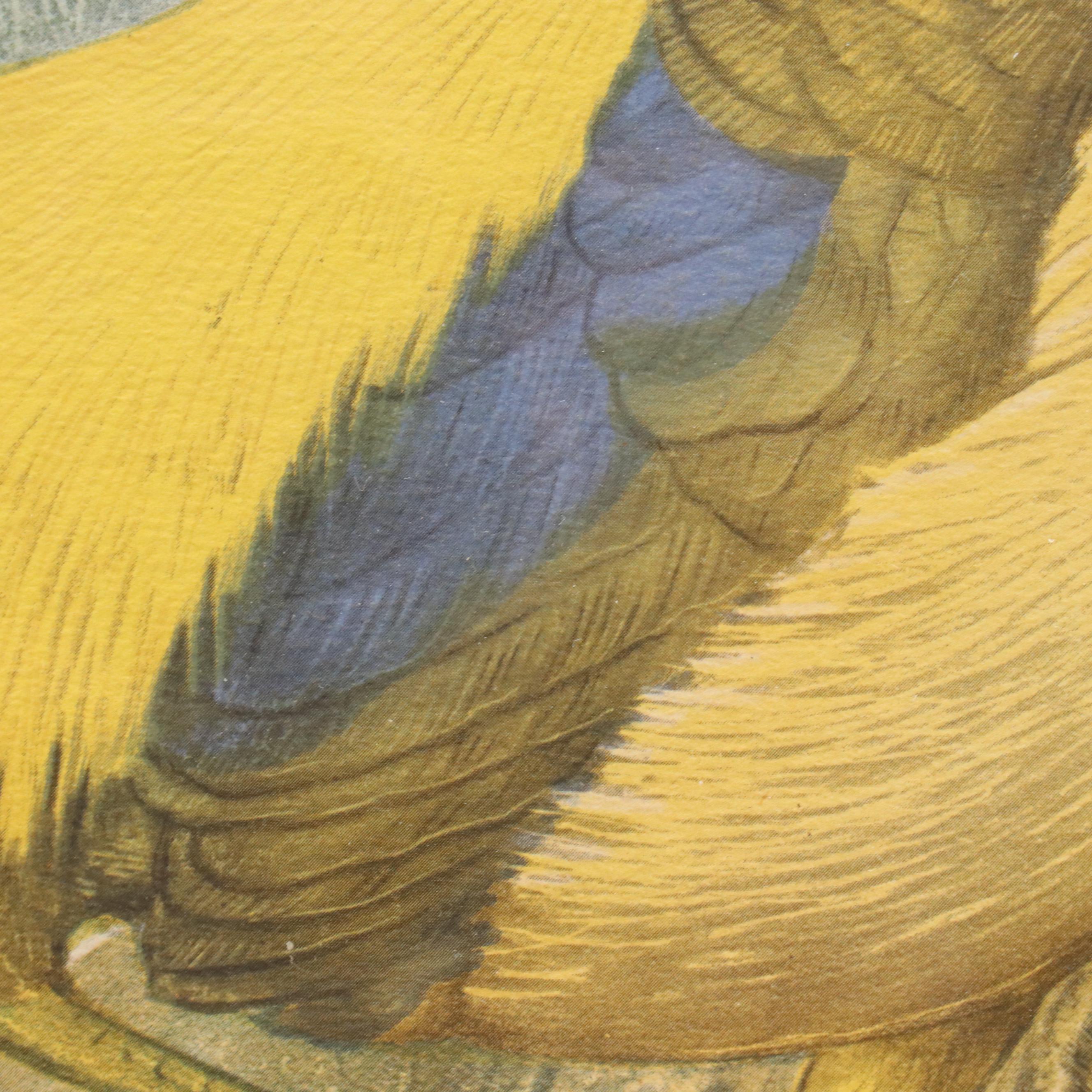 Hand-Colored Halftone After Daniel Giraud Elliot "Thaumalea Picta"