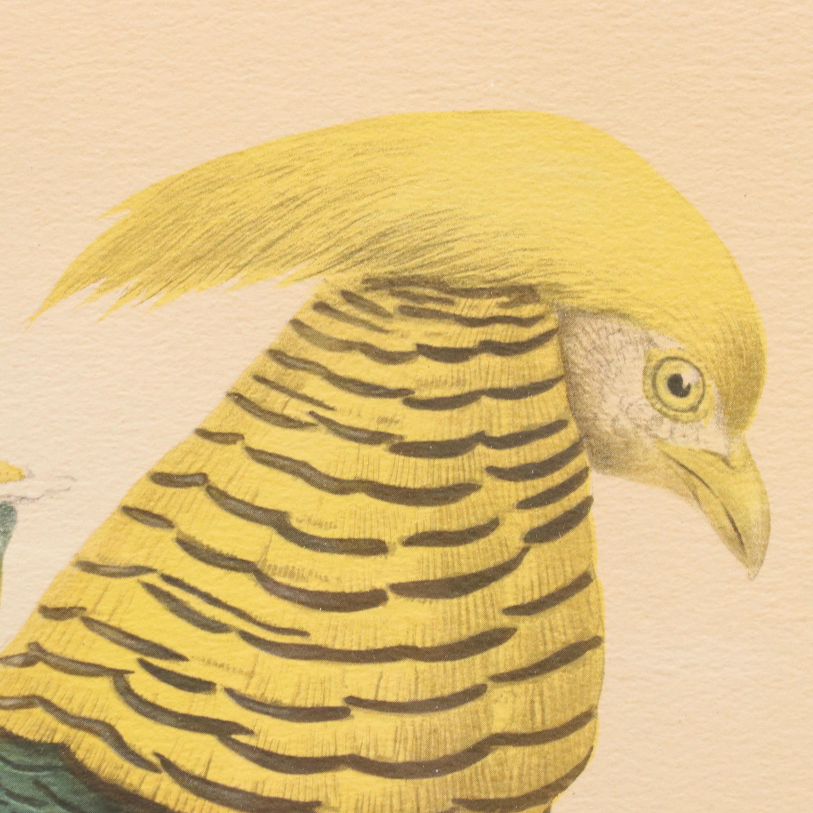 Hand-Colored Halftone After Daniel Giraud Elliot "Thaumalea Picta"