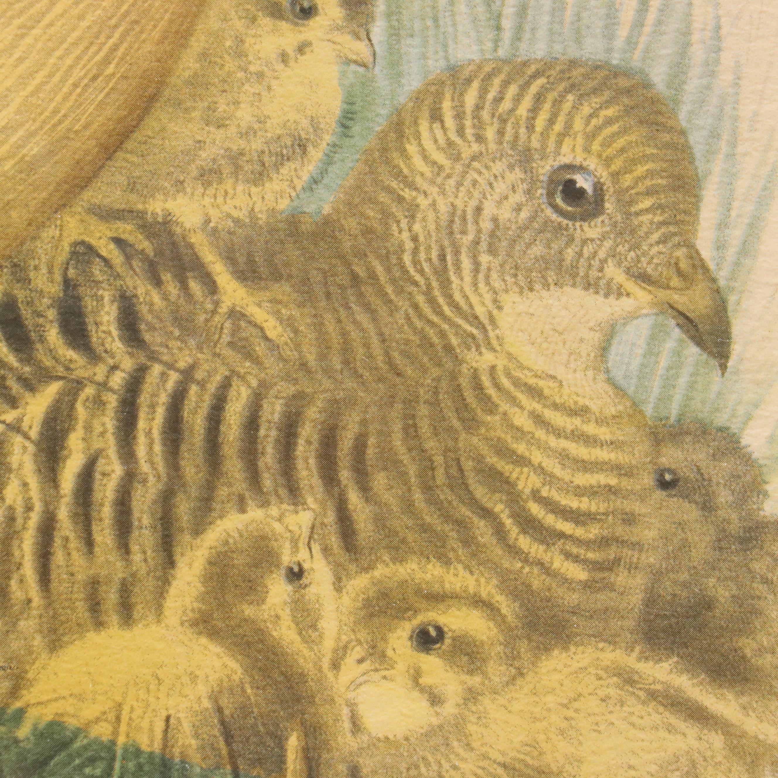 Hand-Colored Halftone After Daniel Giraud Elliot "Thaumalea Picta"