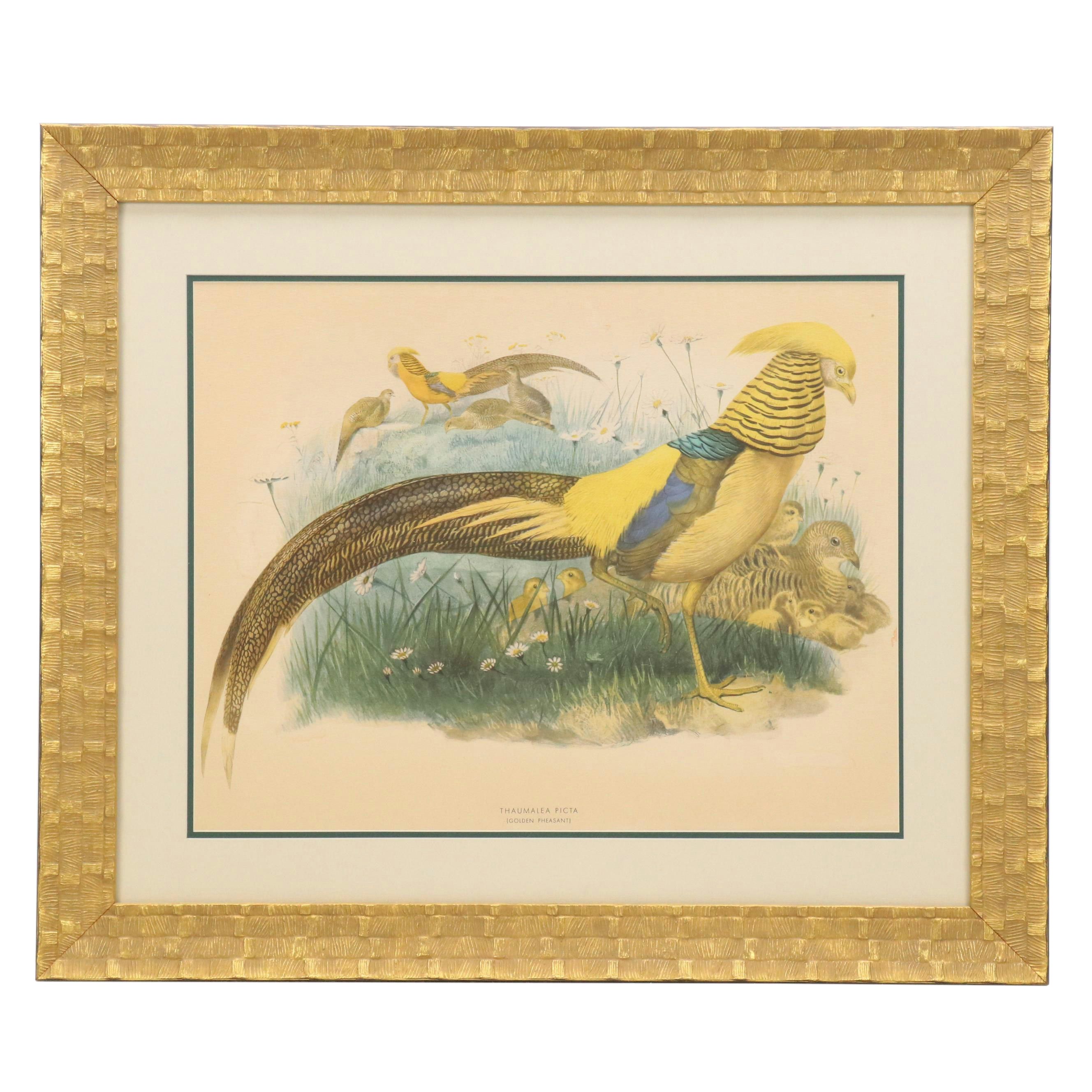 Hand-Colored Halftone After Daniel Giraud Elliot "Thaumalea Picta"