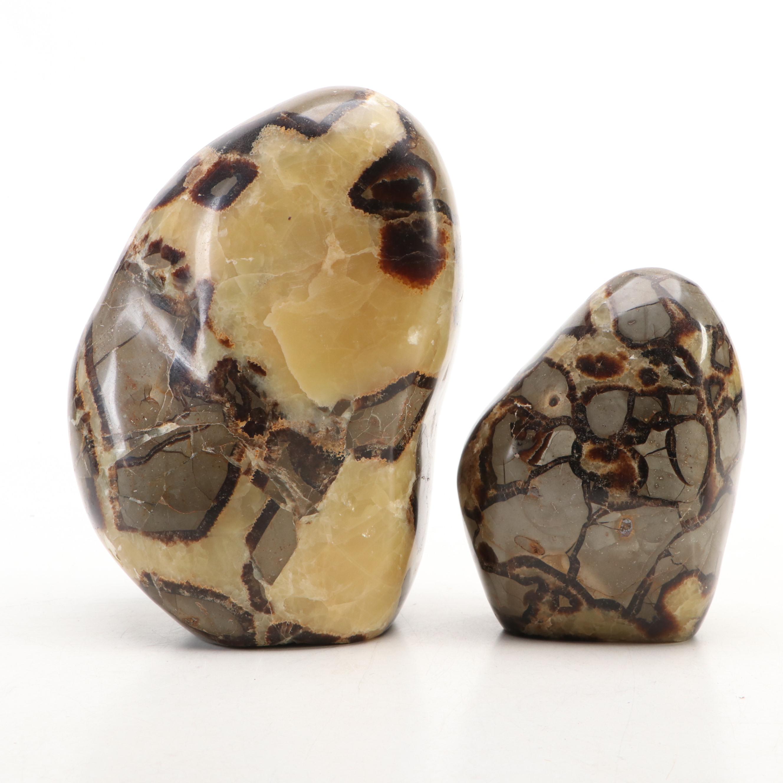 Polished Septarian Free-Form Nodules