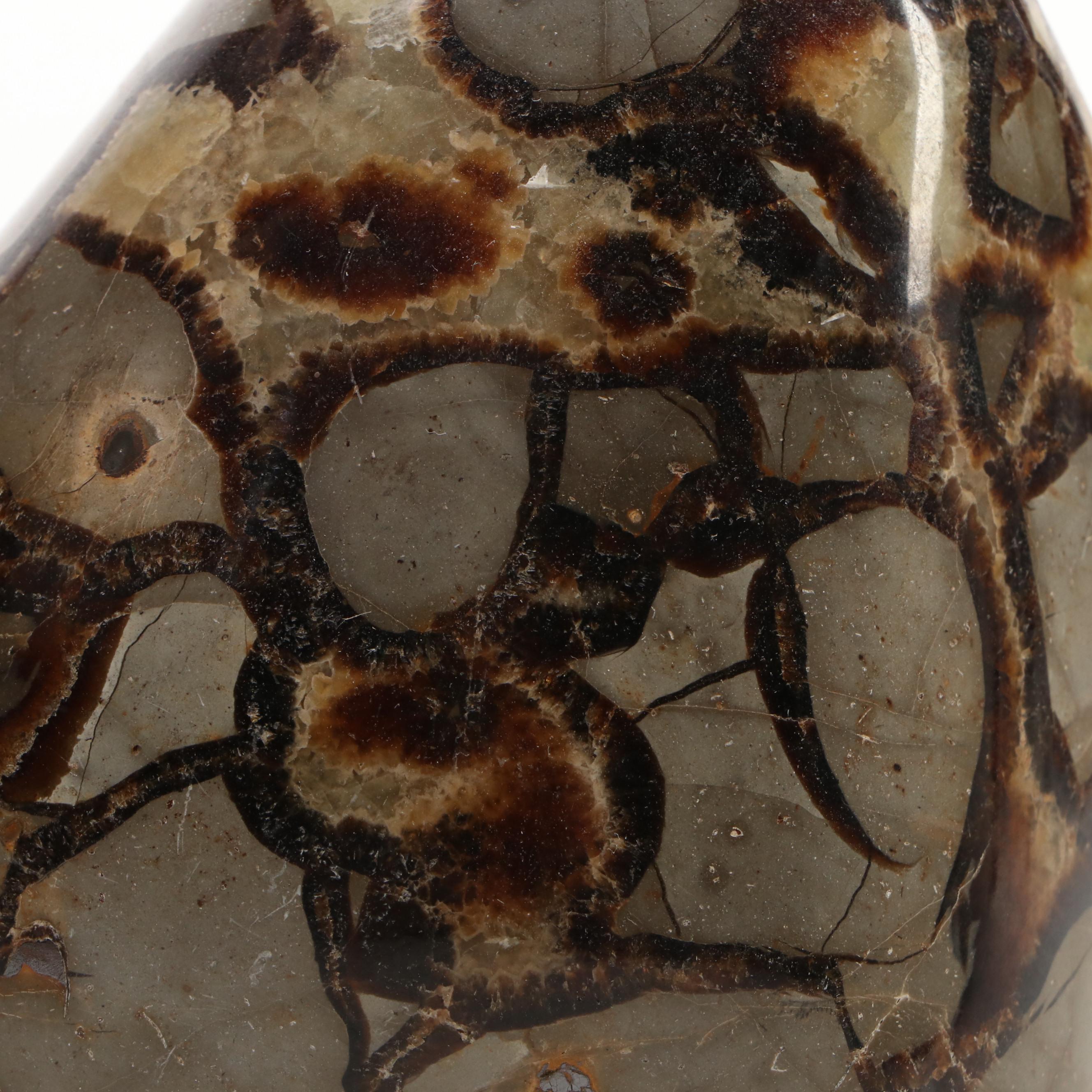 Polished Septarian Free-Form Nodules