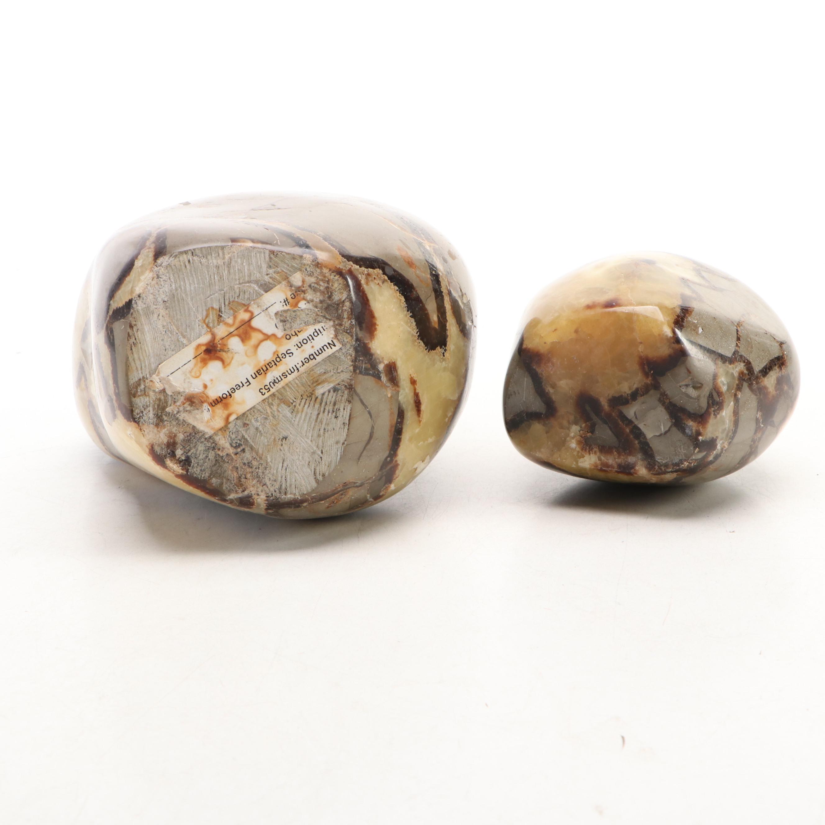 Polished Septarian Free-Form Nodules