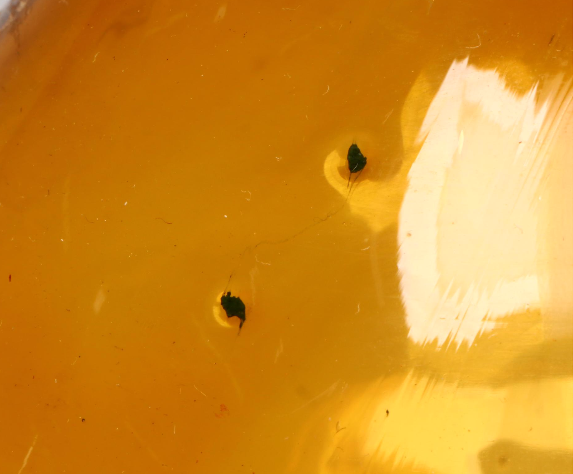 Bausch & Lomb Microscope, Chevalier Opticien, and Other Antiques, Early 20th C.