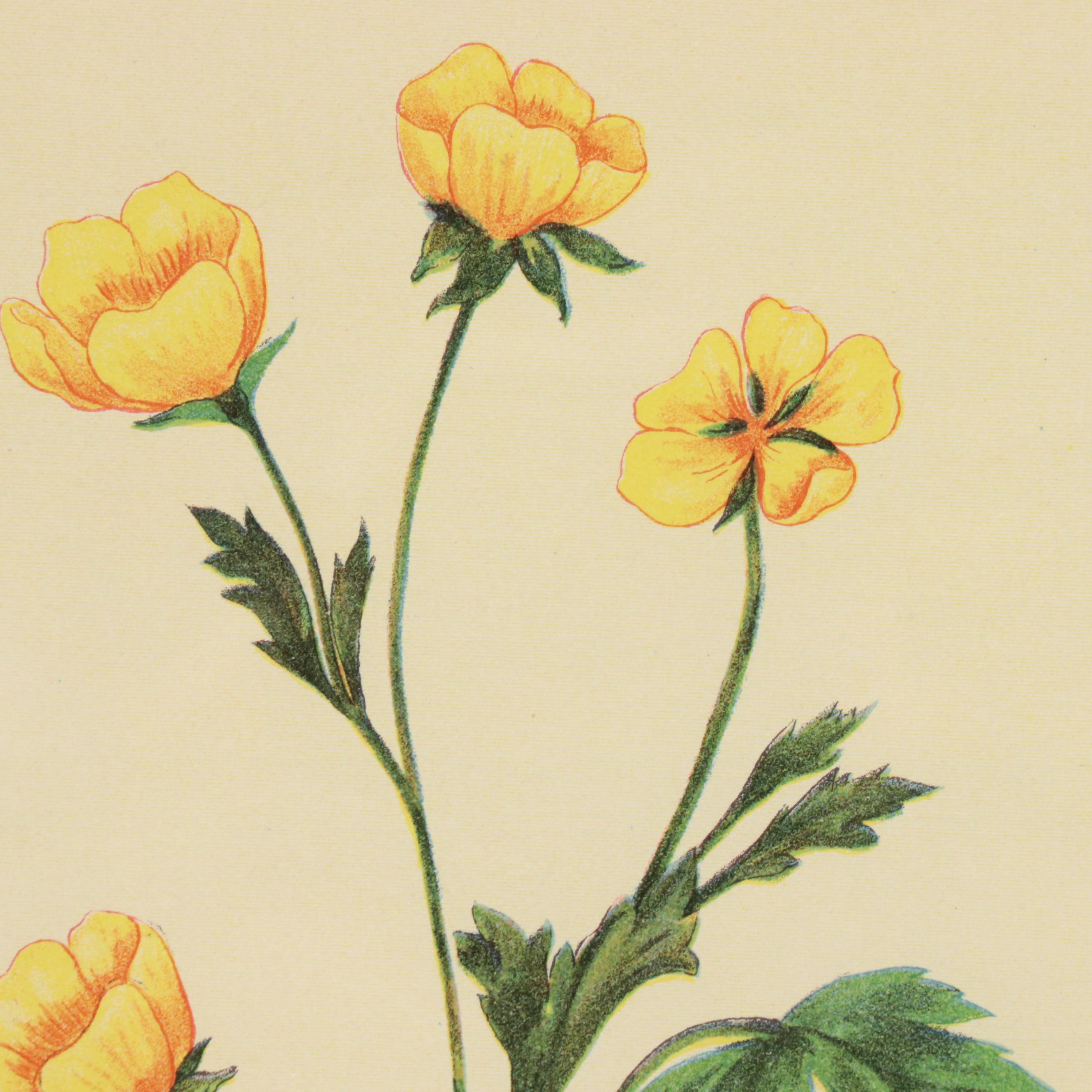 Botanical Chromolithographs from "The Wild Flowers of America"
