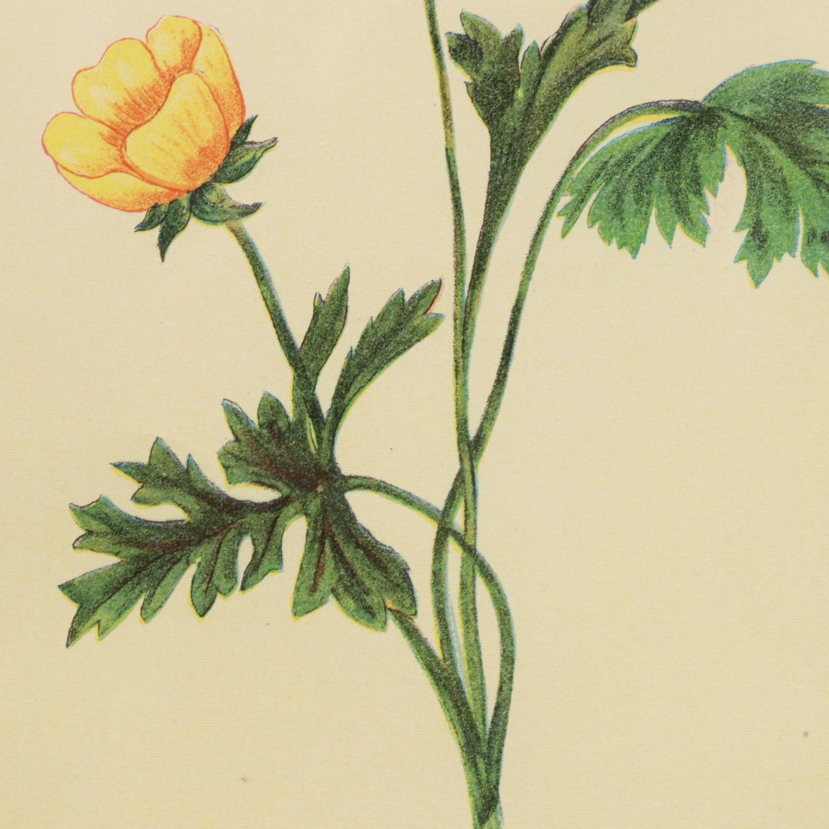 Botanical Chromolithographs from "The Wild Flowers of America"