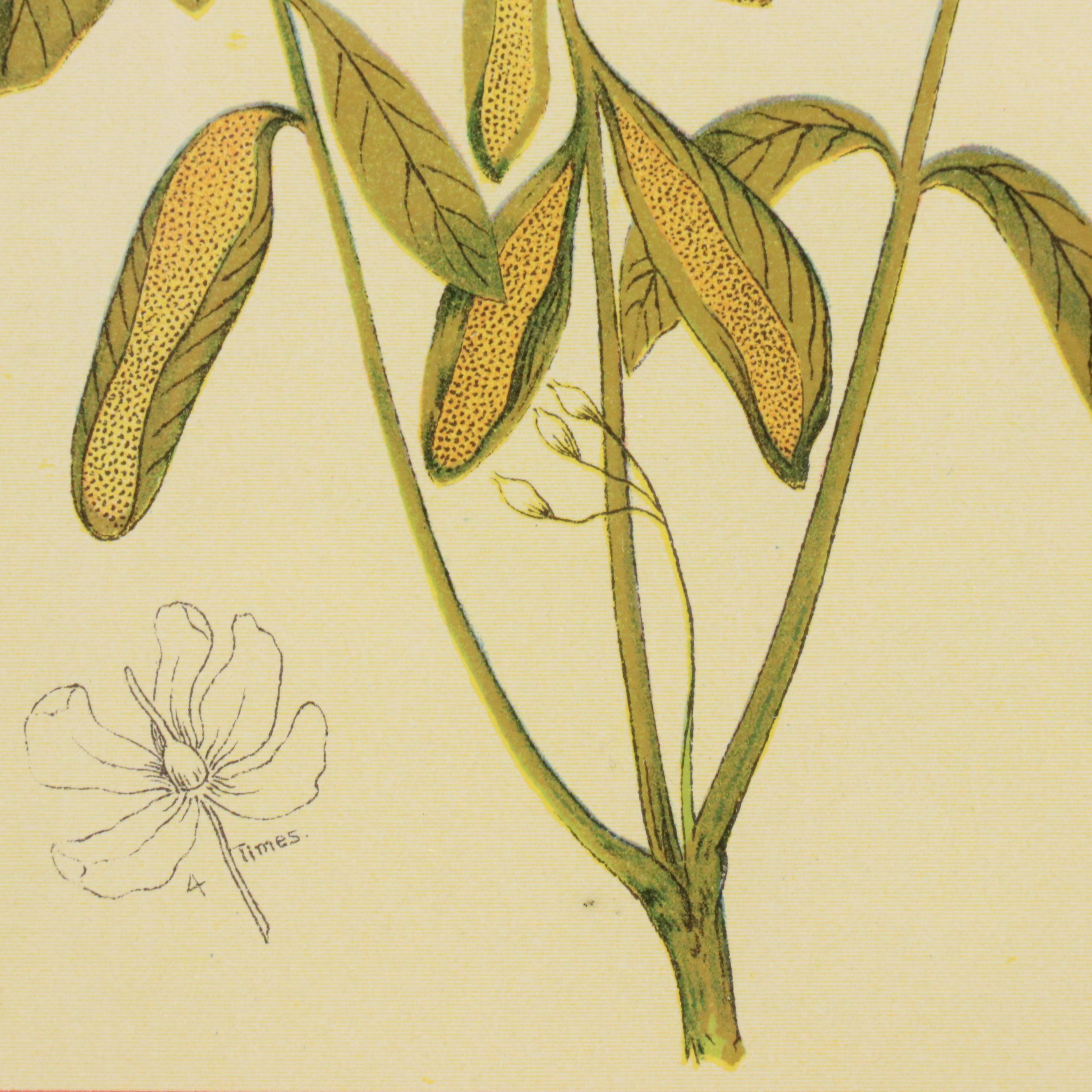 Botanical Chromolithographs from "The Wild Flowers of America"