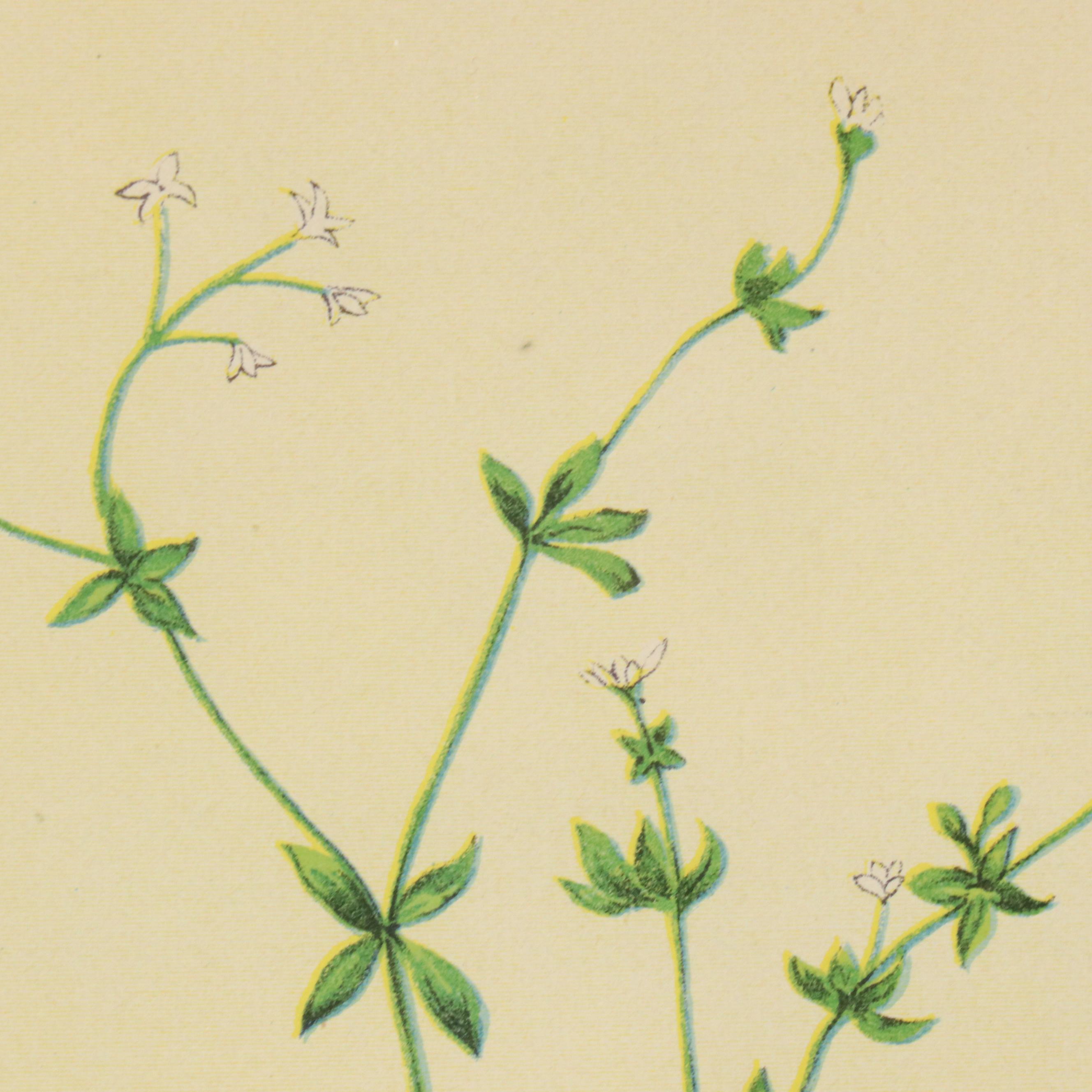 Botanical Chromolithographs from "The Wild Flowers of America"