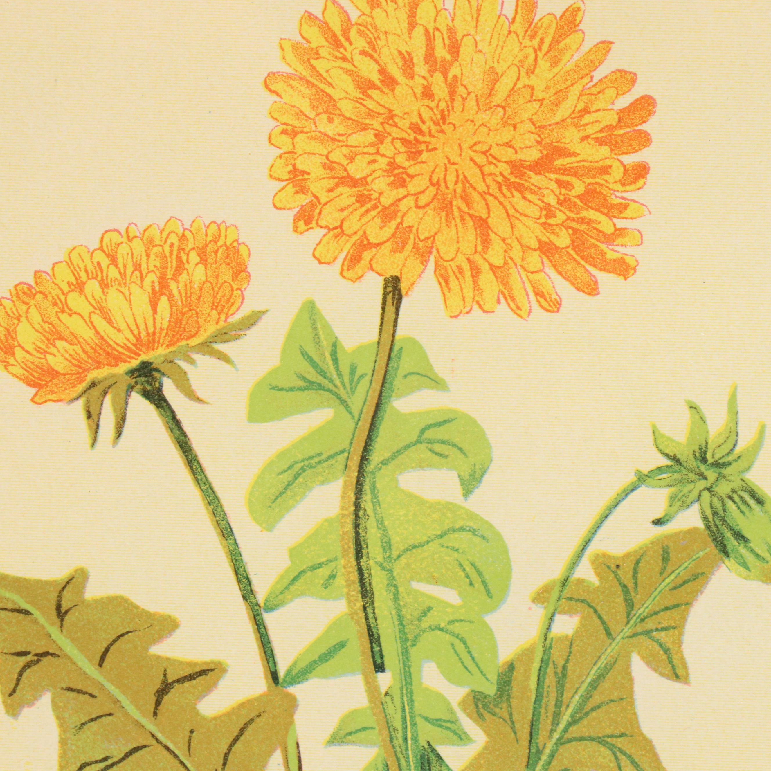 Botanical Chromolithographs from "The Wild Flowers of America"