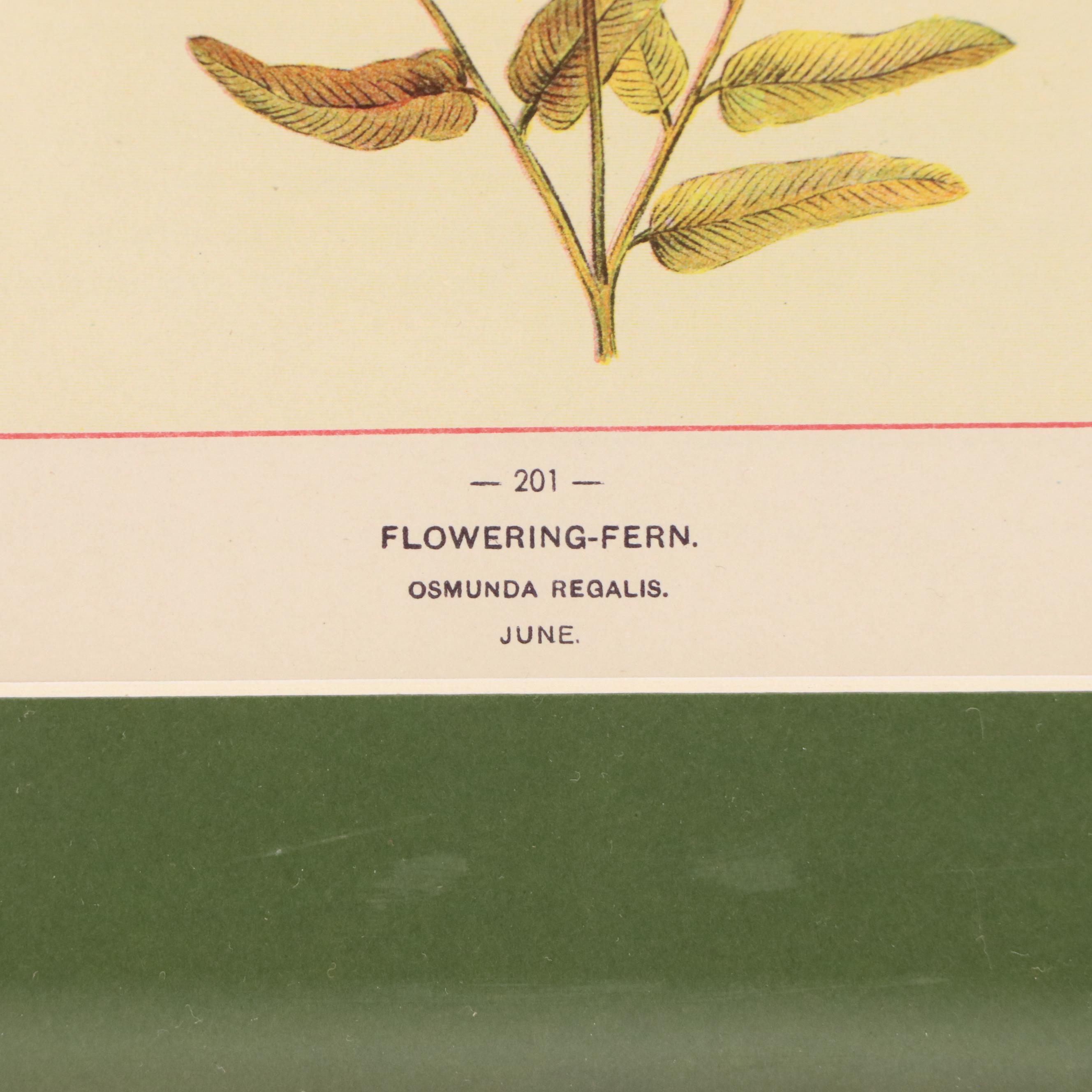 Wildflowers of America Chromolithograph "Coffee Bush" and "Flowering-Fern," 1894
