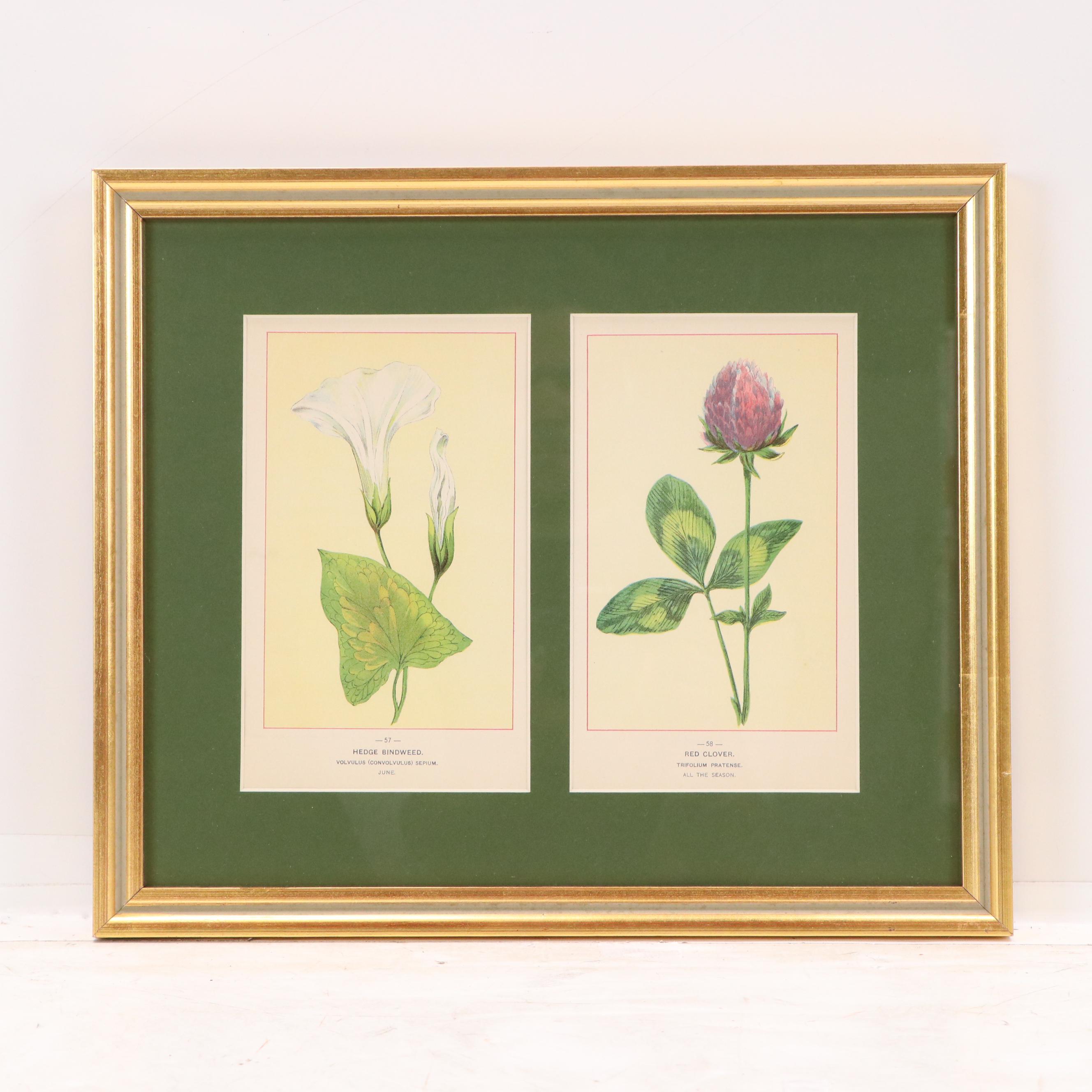 Wildflowers of America Chromolithograph "Hedge Bindweed" and "Red Clover," 1894