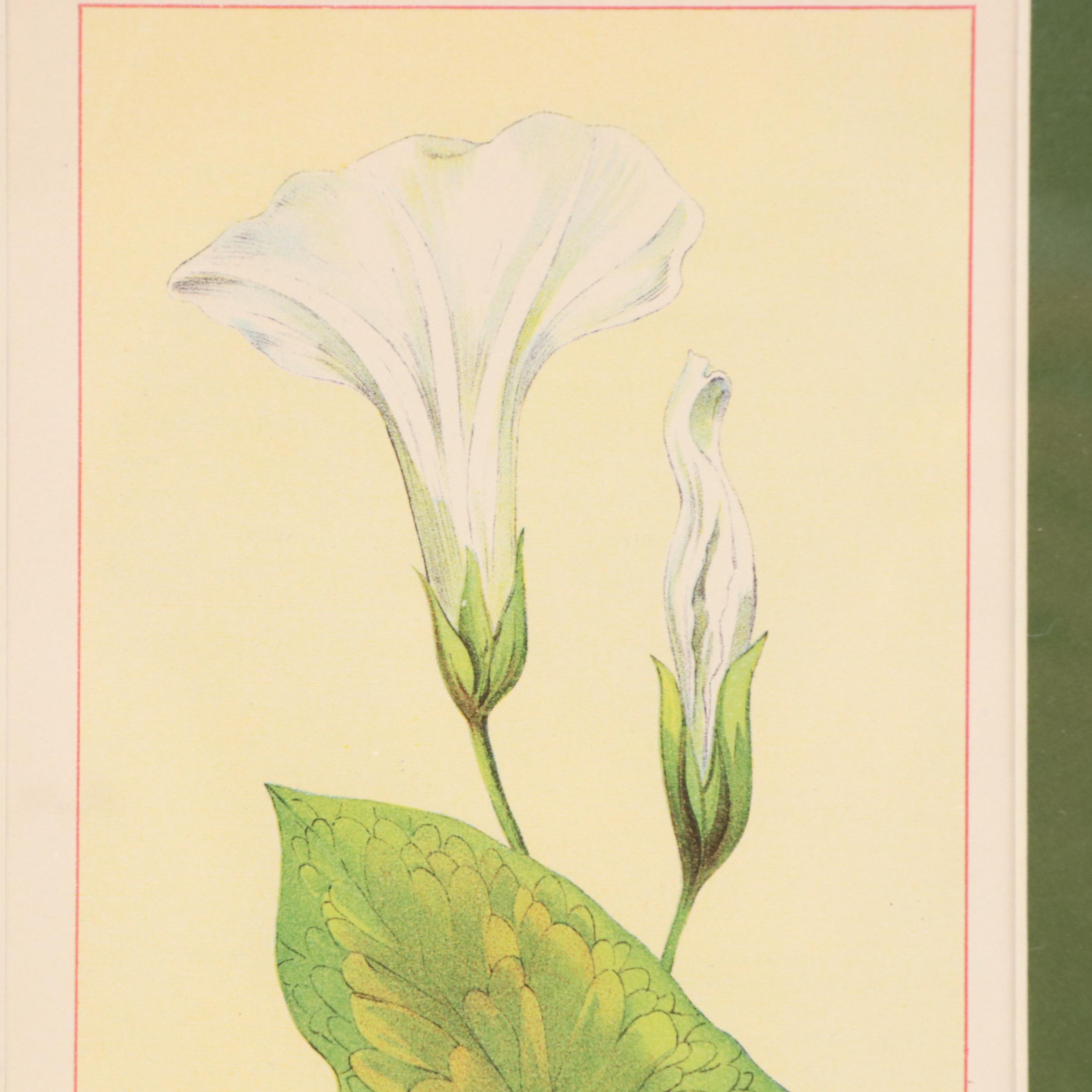 Wildflowers of America Chromolithograph "Hedge Bindweed" and "Red Clover," 1894