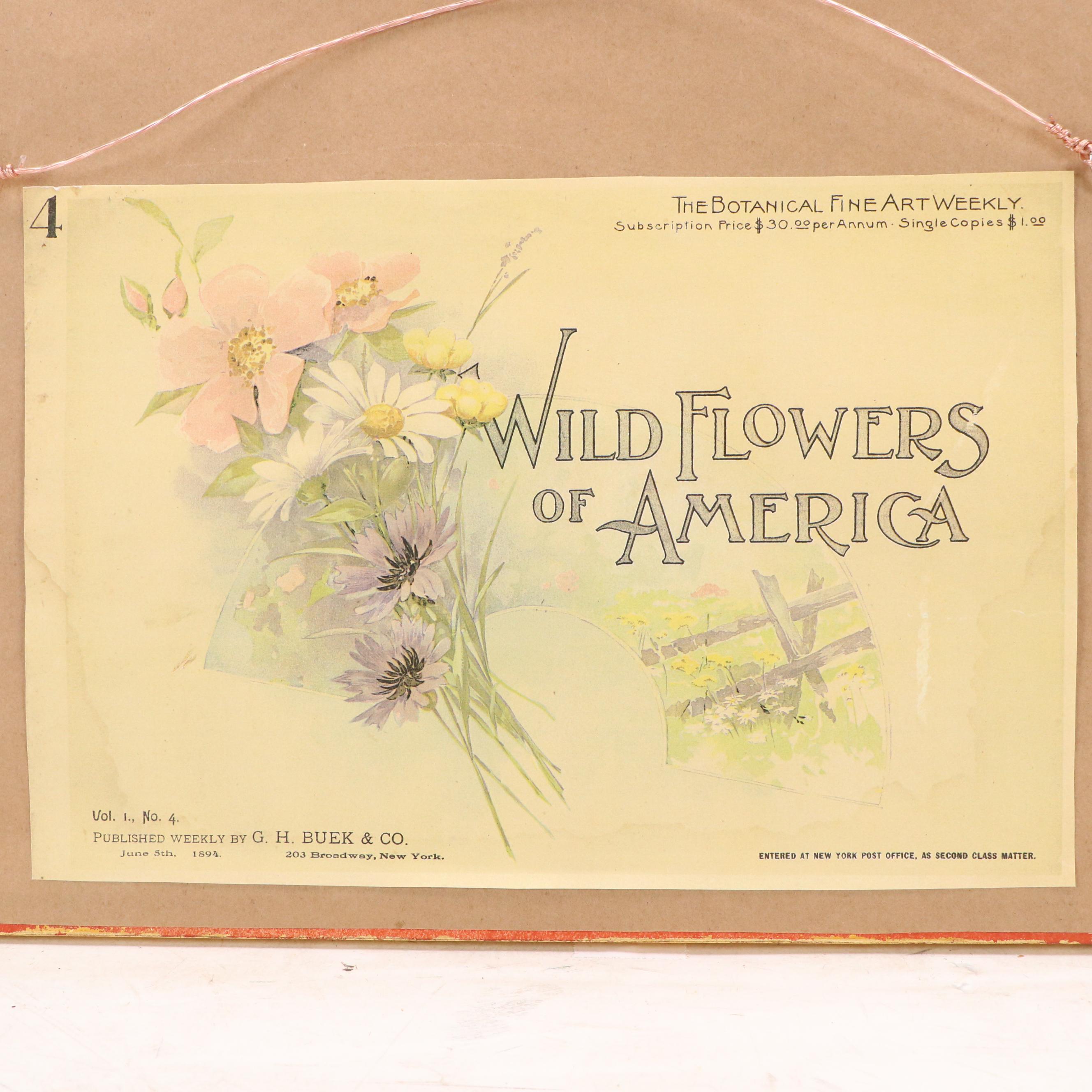 Wildflowers of America Chromolithograph "Hedge Bindweed" and "Red Clover," 1894