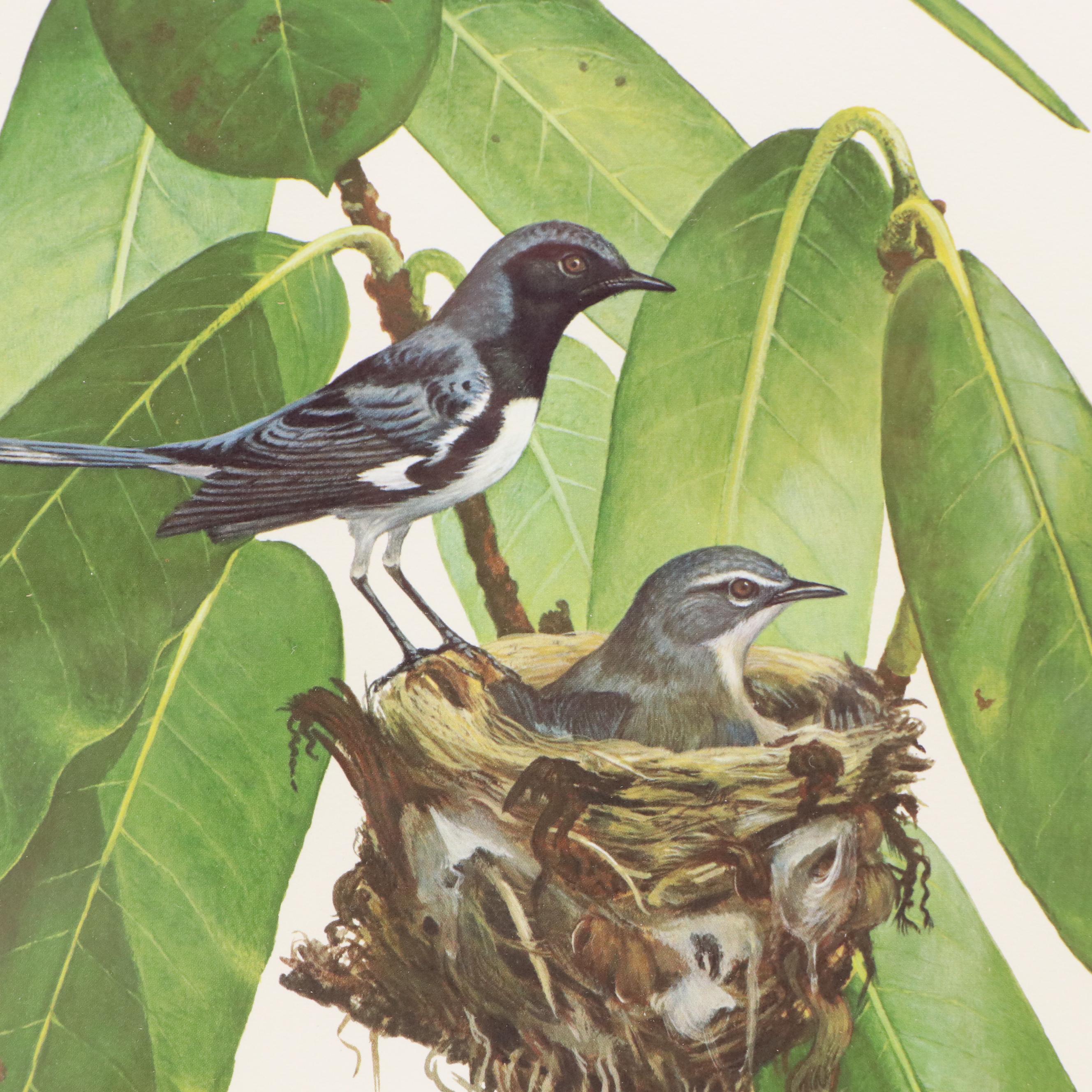 Ray Harm Offset Lithograph "Black-throated Blue Warbler"