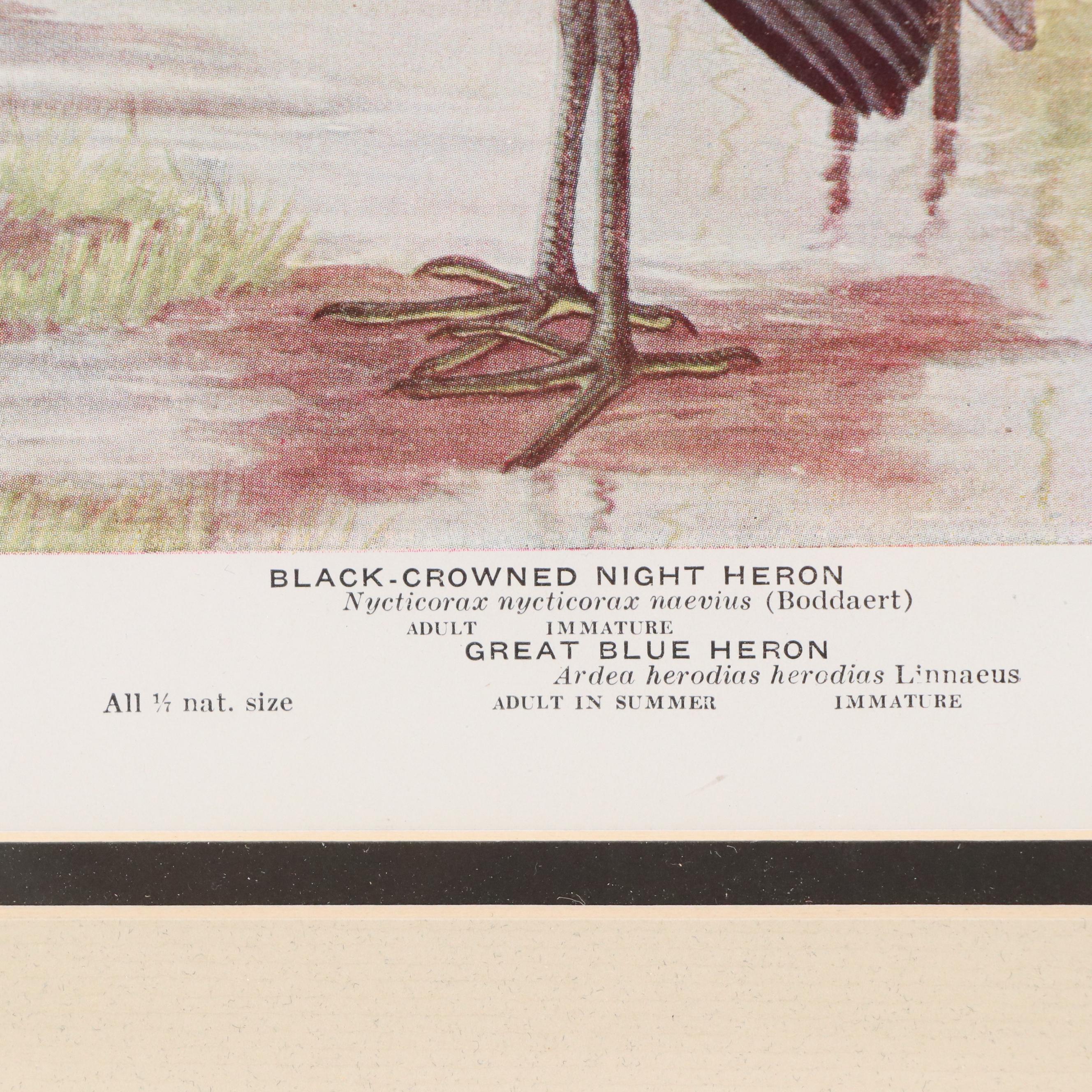 Ornithological Offset Lithograph After Louis Agassiz Fuertes of Waterfowl