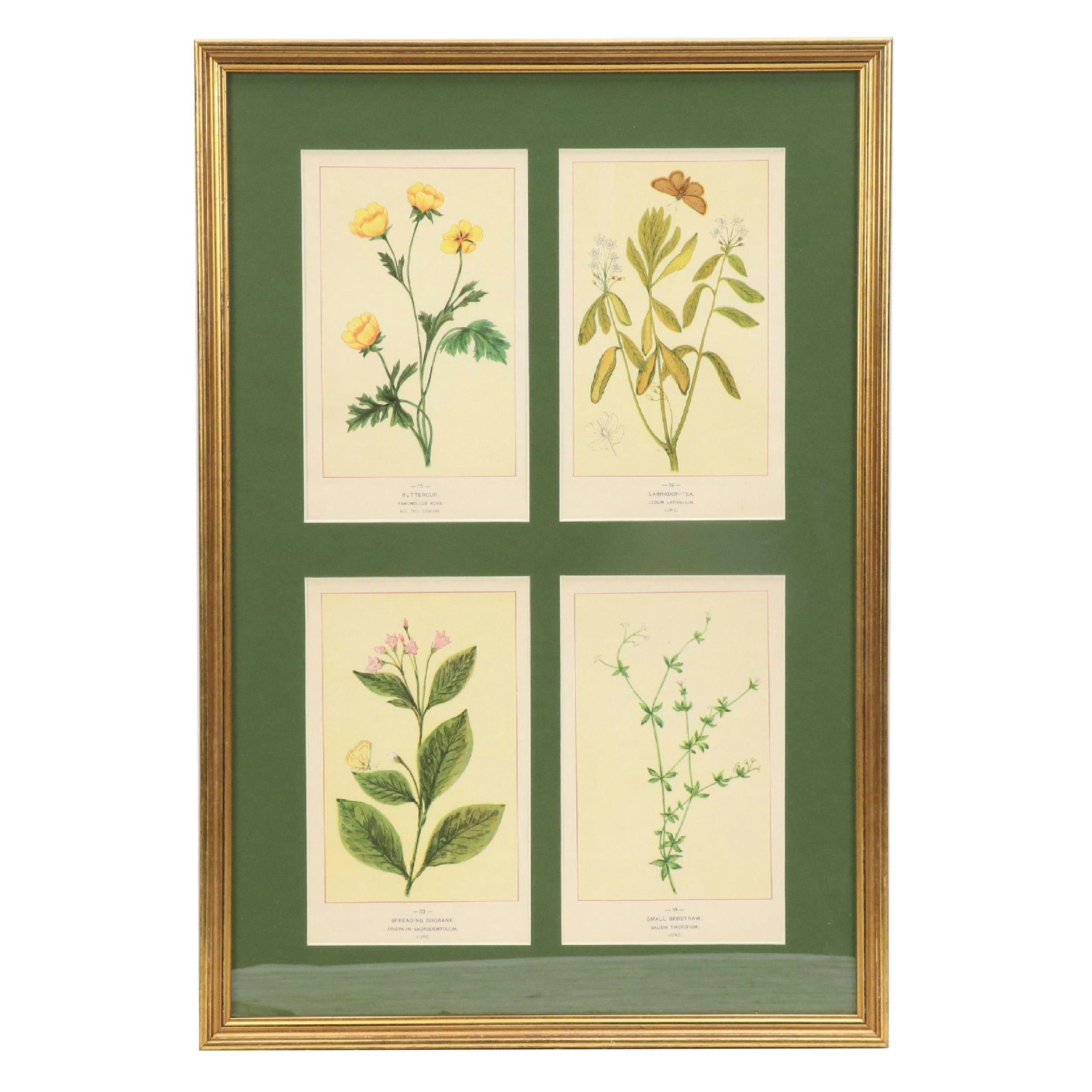 Botanical Chromolithographs from "The Wild Flowers of America"