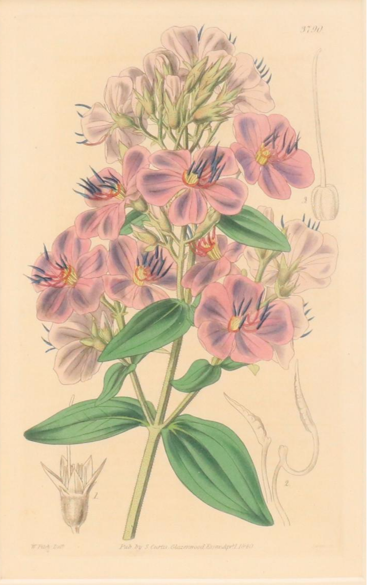 From "Curtis's Botanical Magazine" Hand-Colored Etching "Hoary-Leaved Osbeckia"