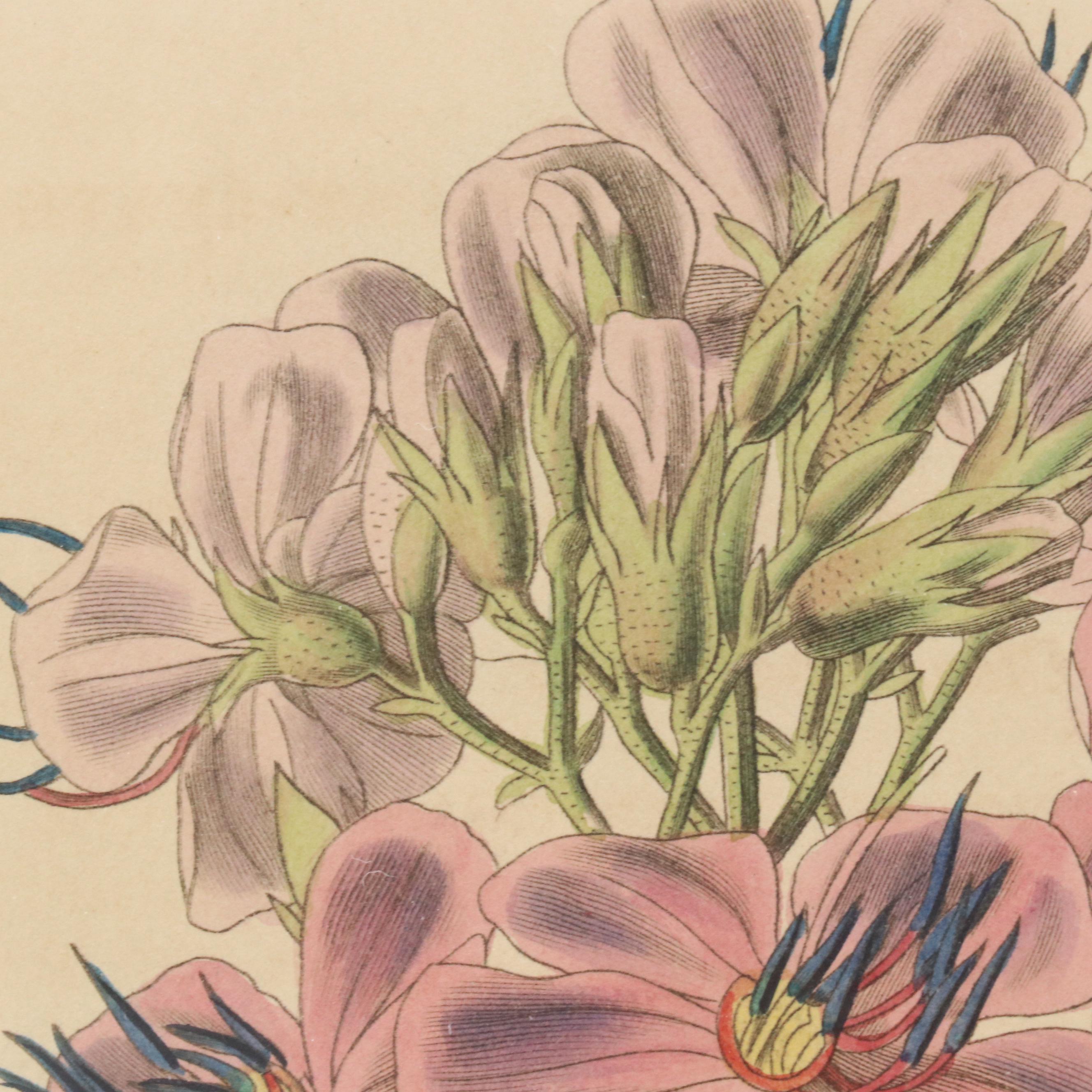 From "Curtis's Botanical Magazine" Hand-Colored Etching "Hoary-Leaved Osbeckia"