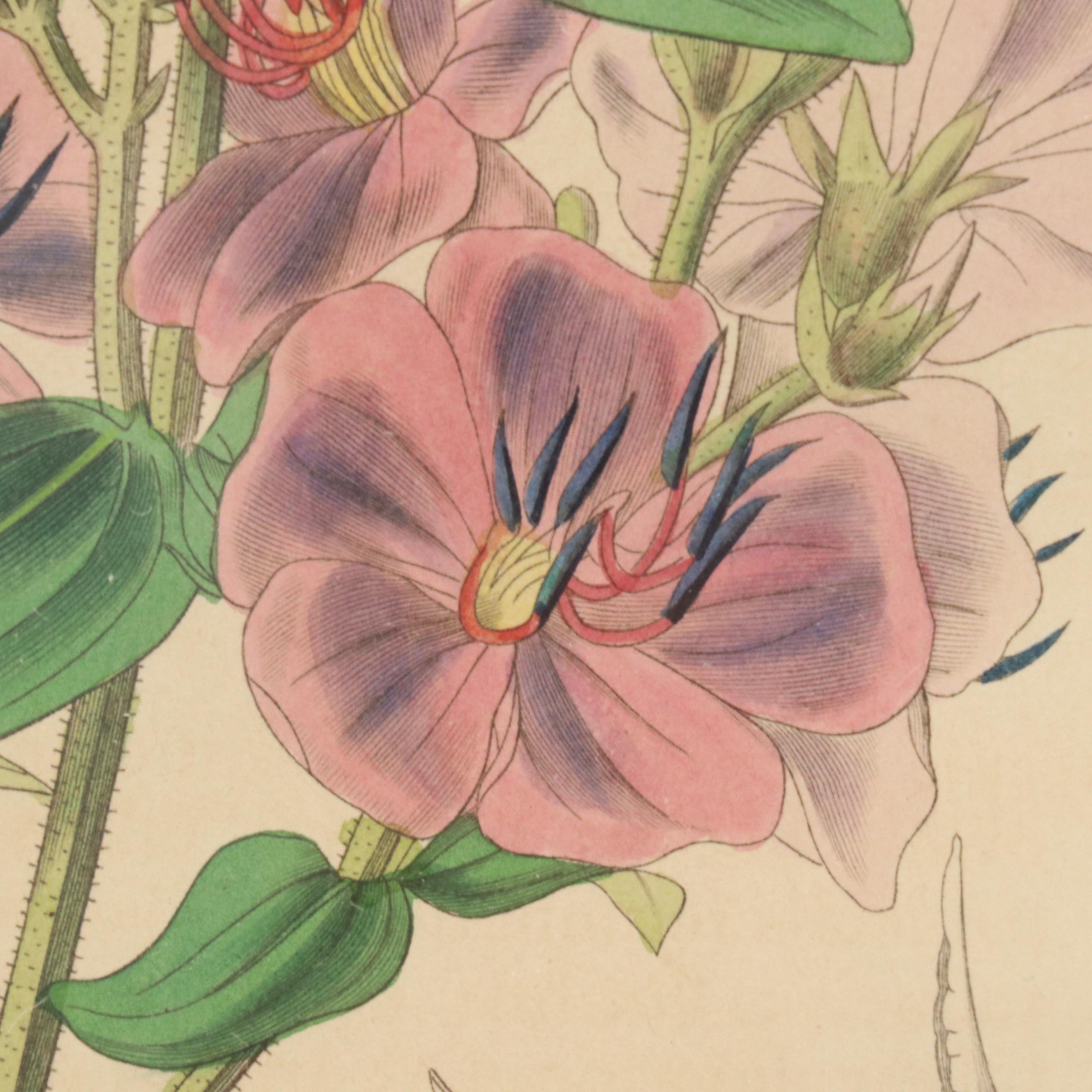 From "Curtis's Botanical Magazine" Hand-Colored Etching "Hoary-Leaved Osbeckia"