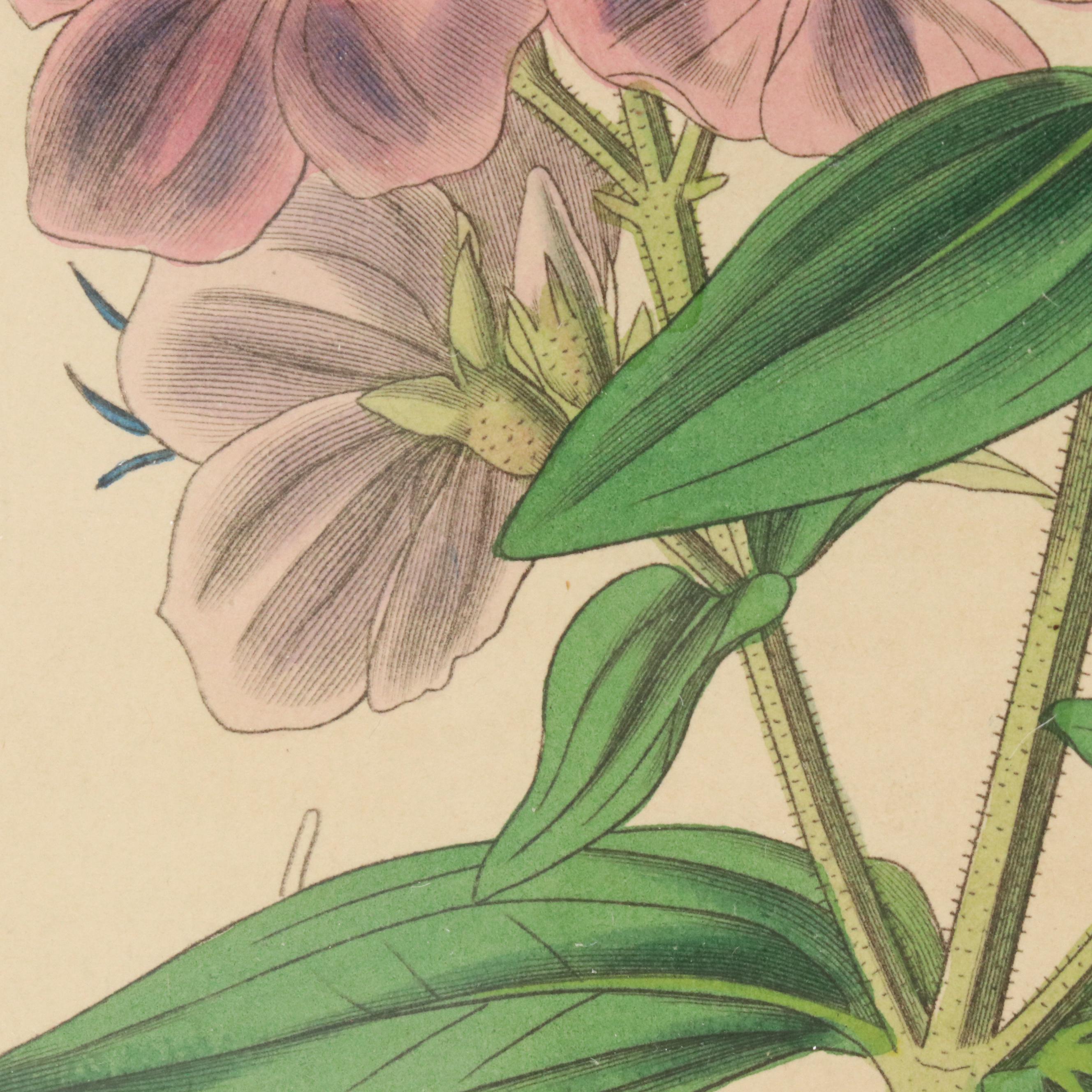 From "Curtis's Botanical Magazine" Hand-Colored Etching "Hoary-Leaved Osbeckia"