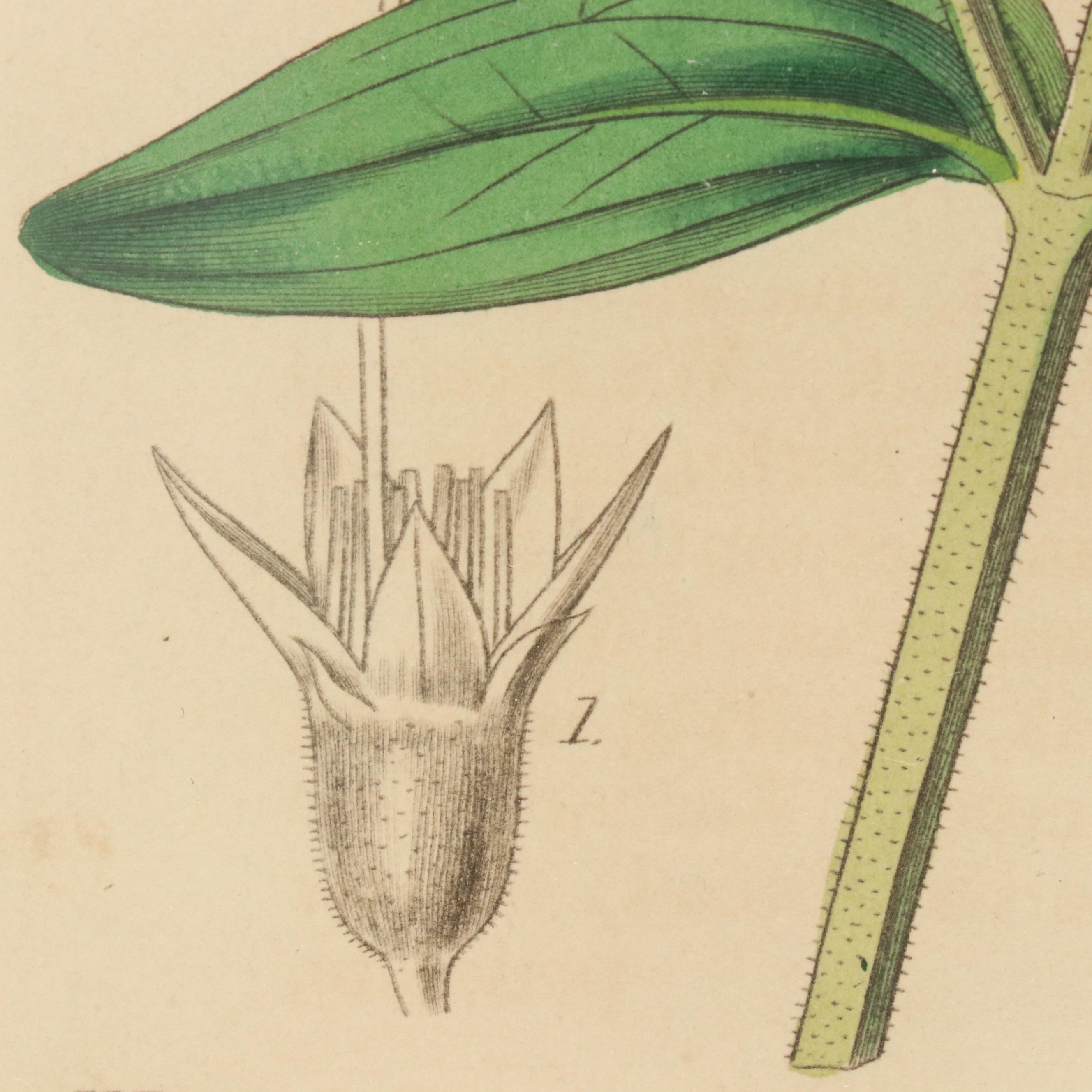 From "Curtis's Botanical Magazine" Hand-Colored Etching "Hoary-Leaved Osbeckia"