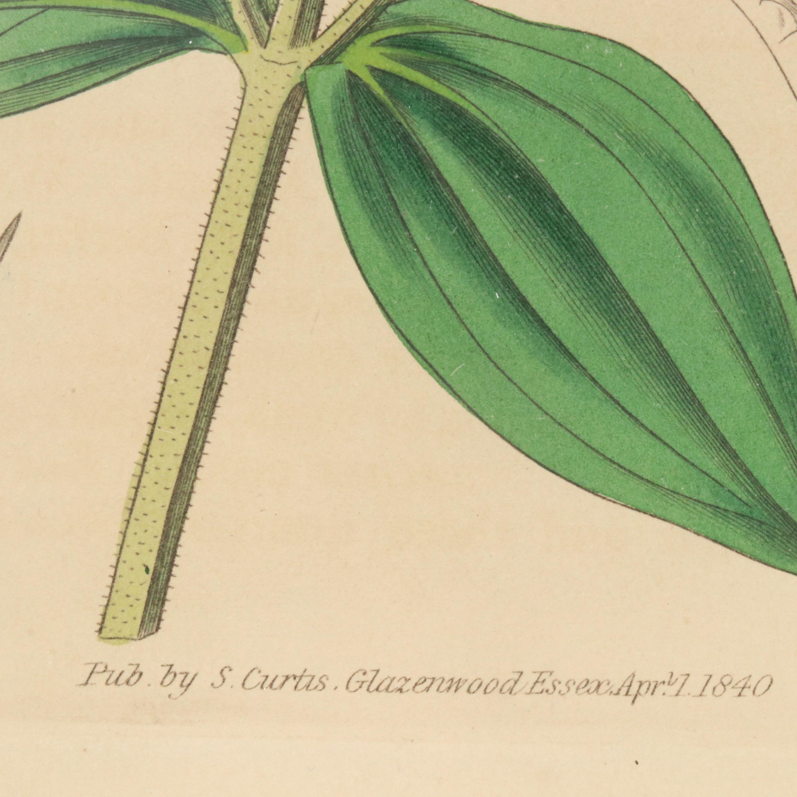 From "Curtis's Botanical Magazine" Hand-Colored Etching "Hoary-Leaved Osbeckia"
