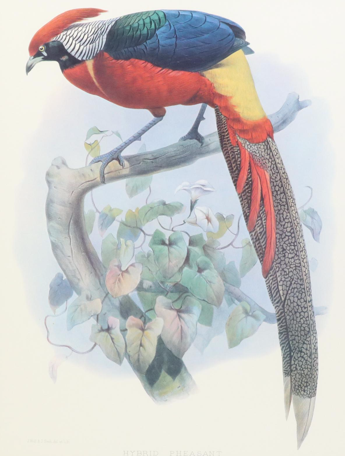 Offset Lithograph After Daniel Giraud Elliot "Hybrid Pheasant"