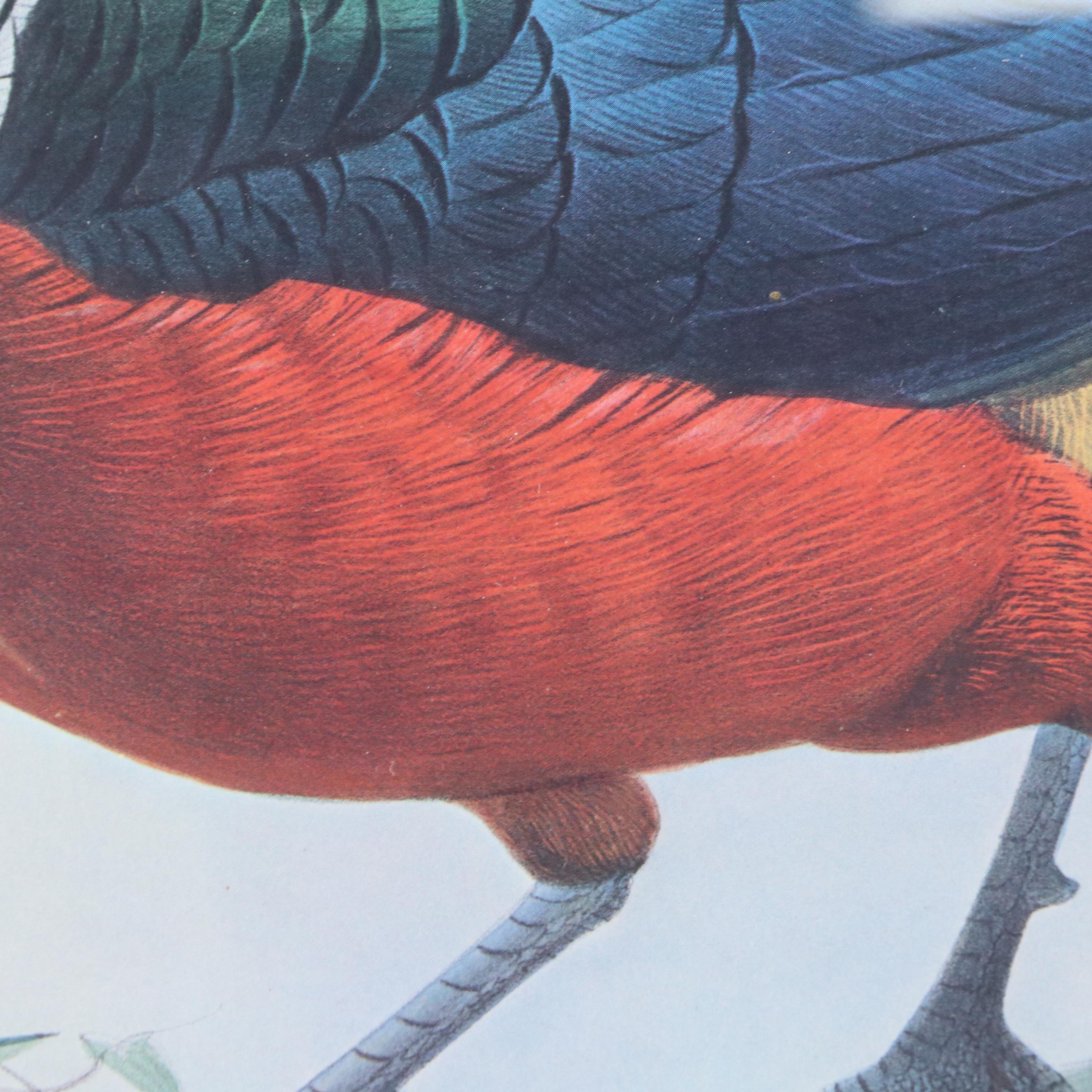 Offset Lithograph After Daniel Giraud Elliot "Hybrid Pheasant"