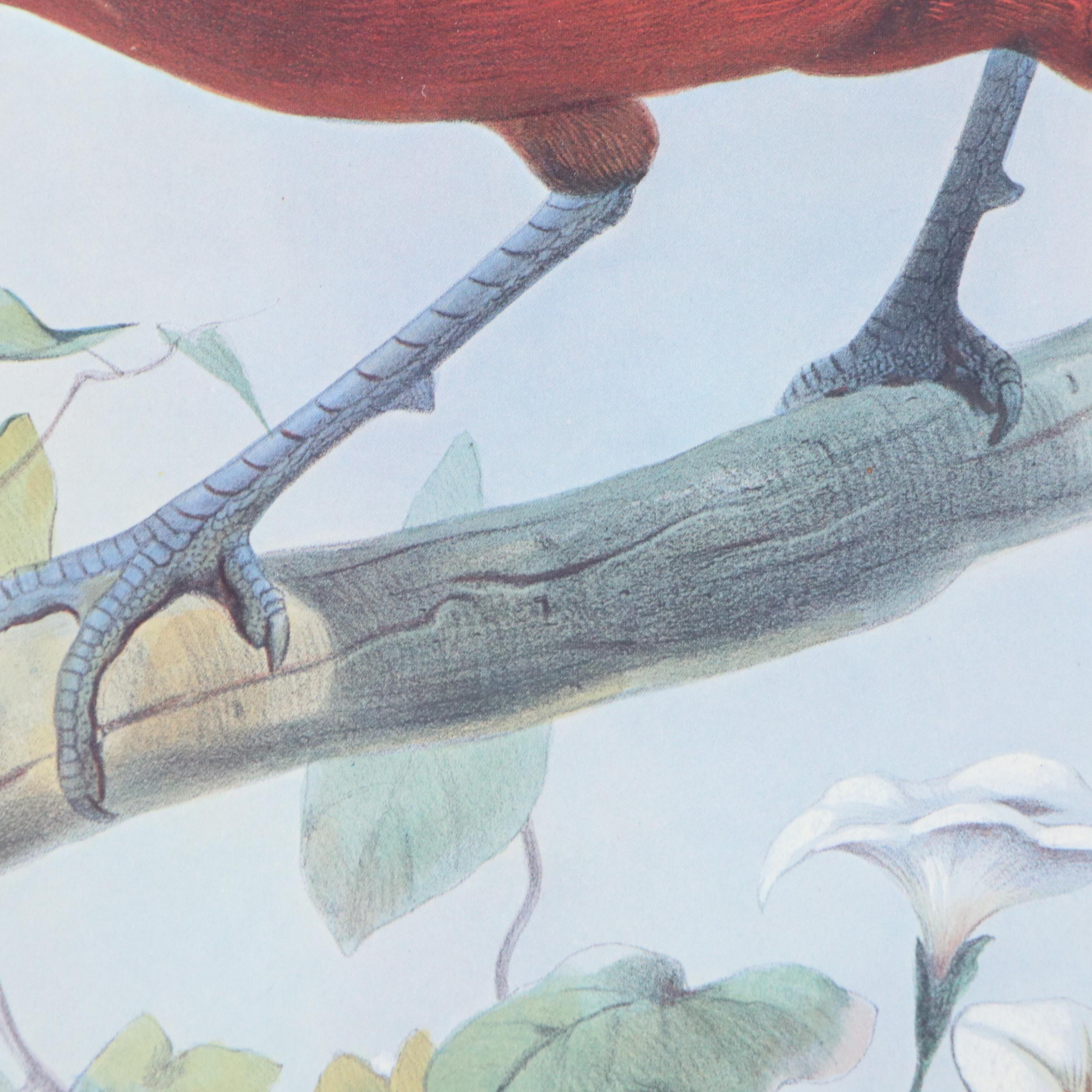 Offset Lithograph After Daniel Giraud Elliot "Hybrid Pheasant"