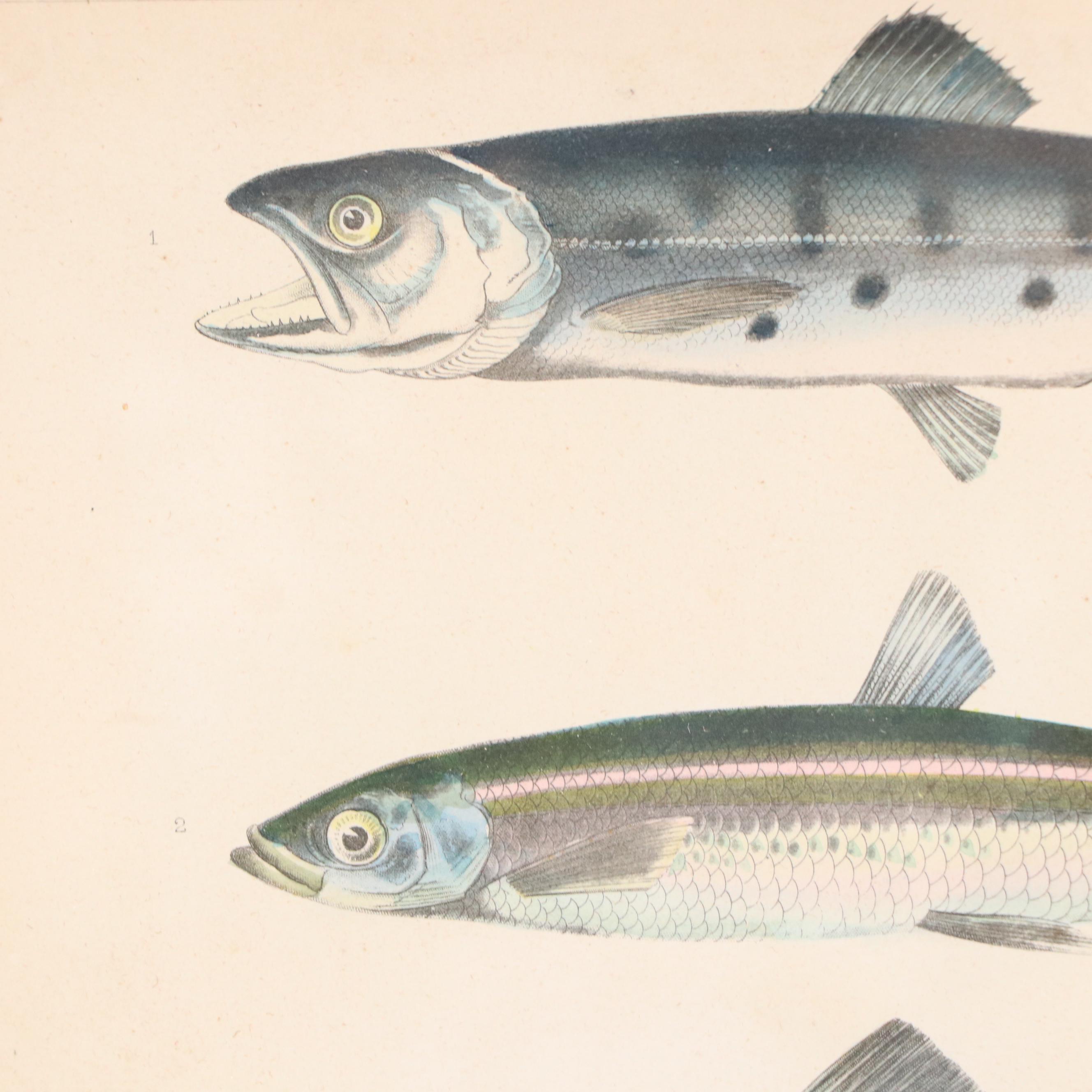 Hand-Colored Engravings of Fish, 19th Century