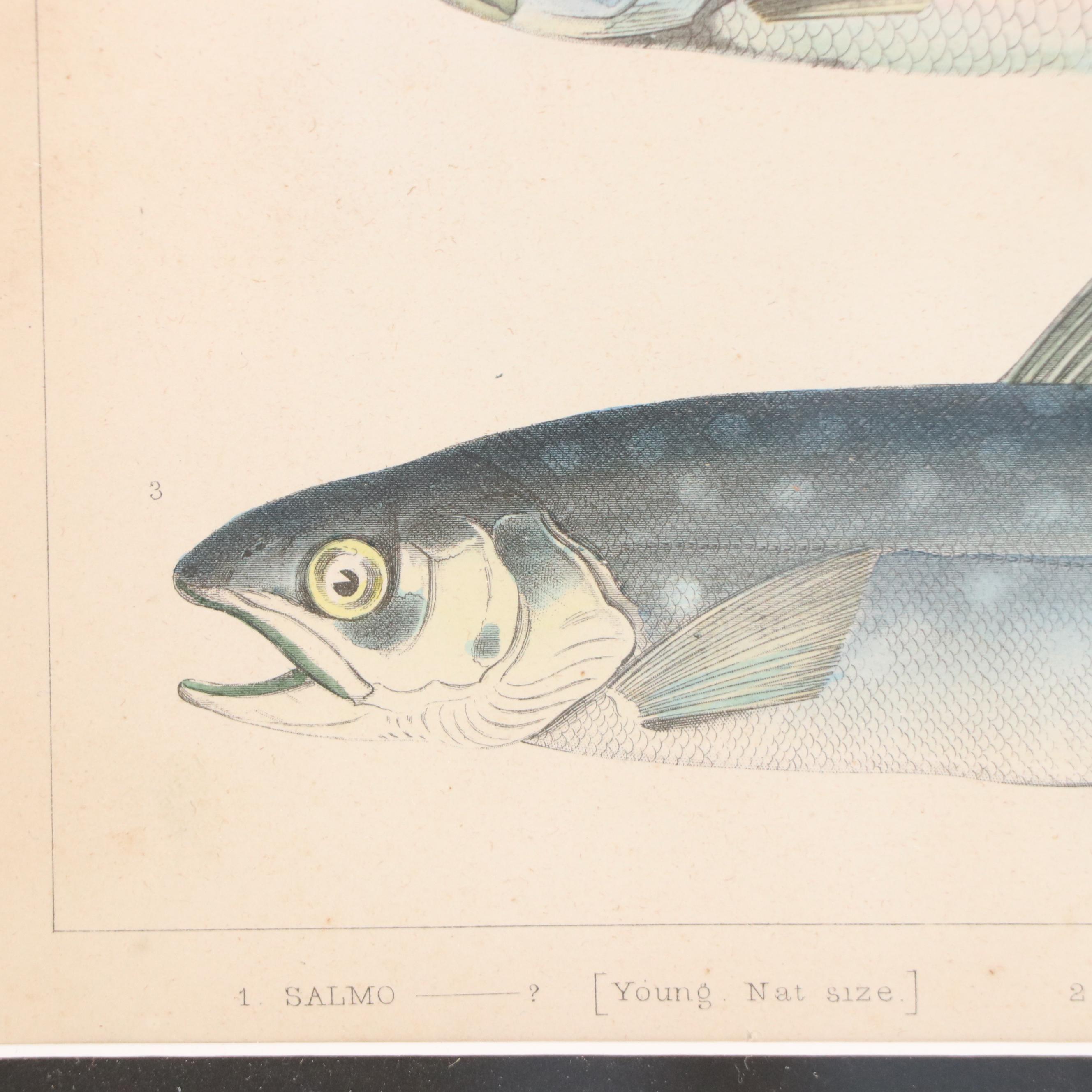Hand-Colored Engravings of Fish, 19th Century