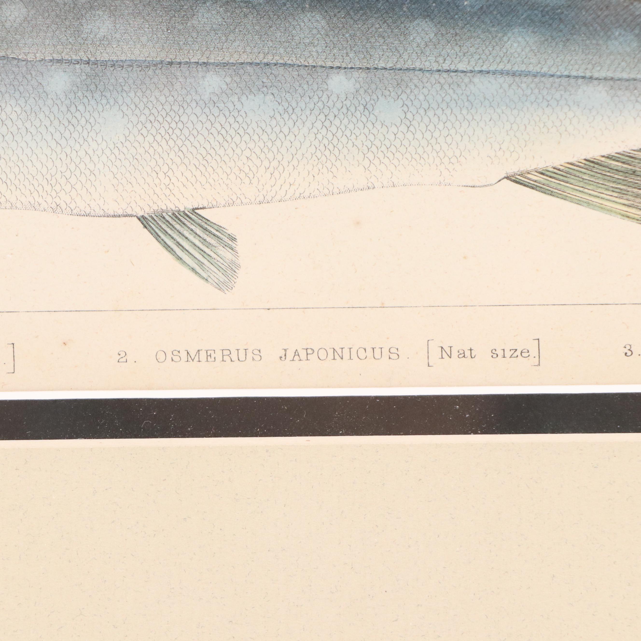 Hand-Colored Engravings of Fish, 19th Century