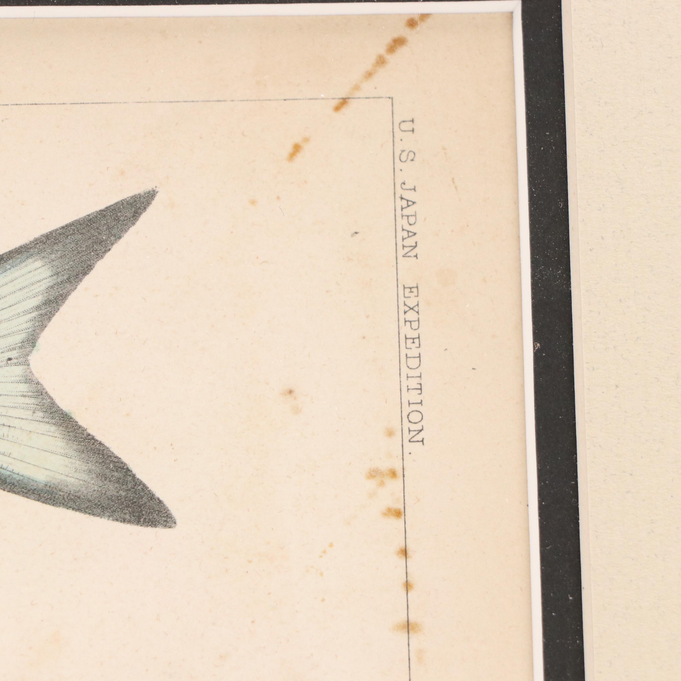 Hand-Colored Engravings of Fish, 19th Century