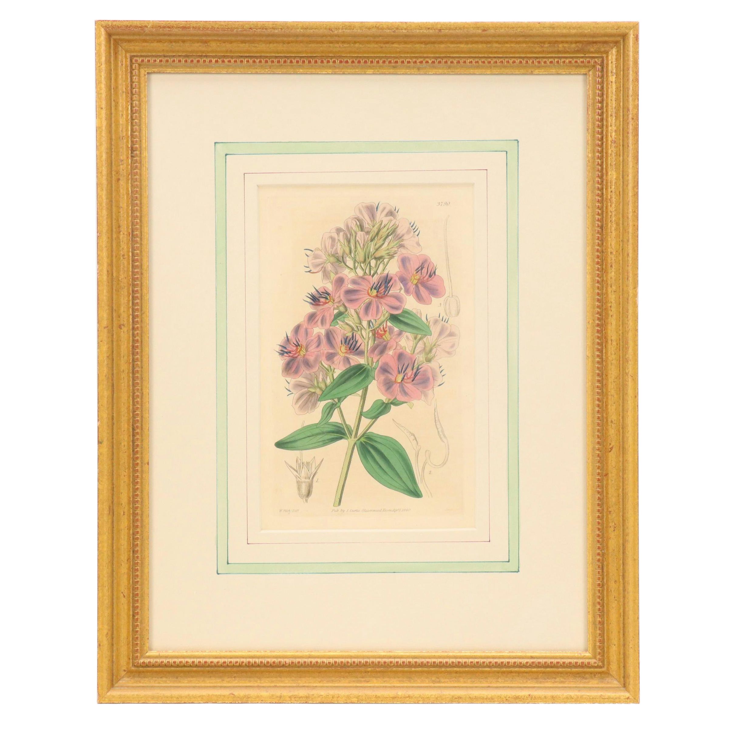 From "Curtis's Botanical Magazine" Hand-Colored Etching "Hoary-Leaved Osbeckia"