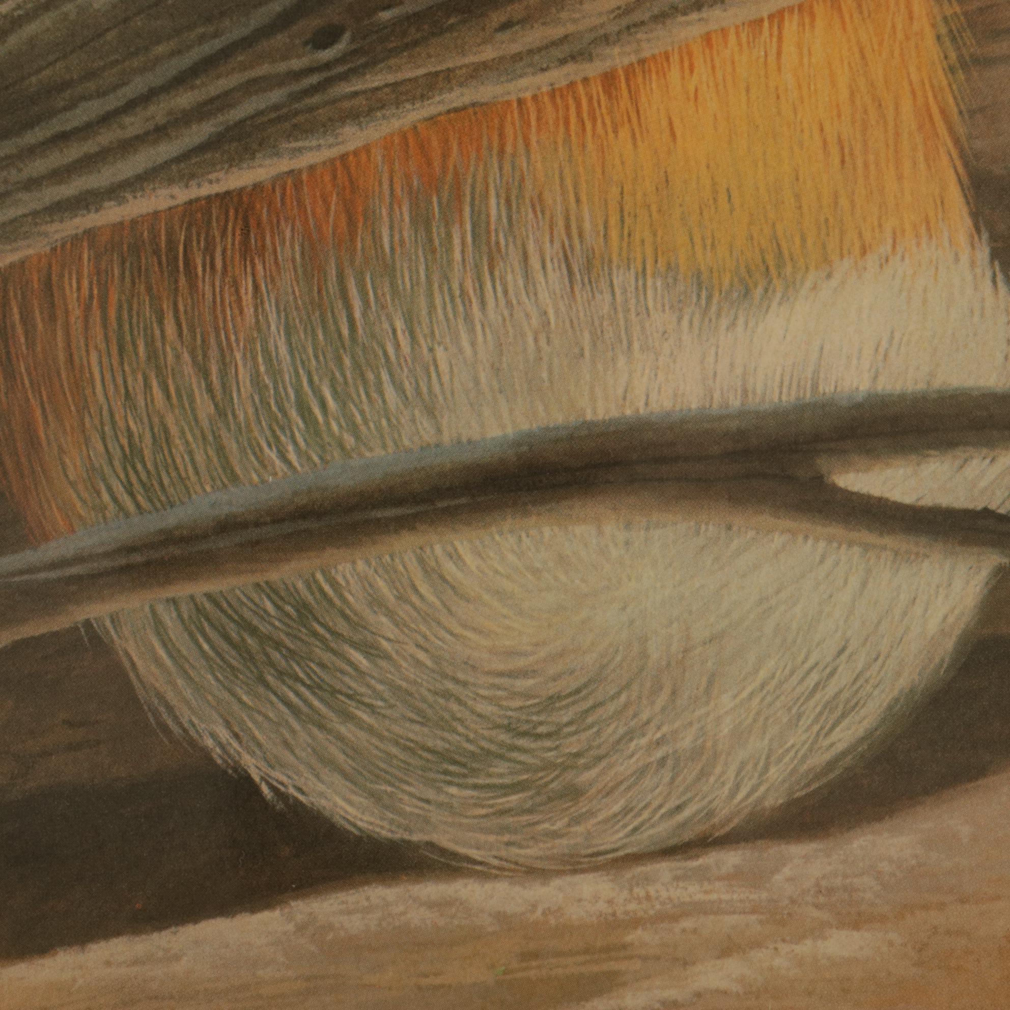 John Ruthven North American Series: "Red Foxes"  Offset Lithograph, 1971