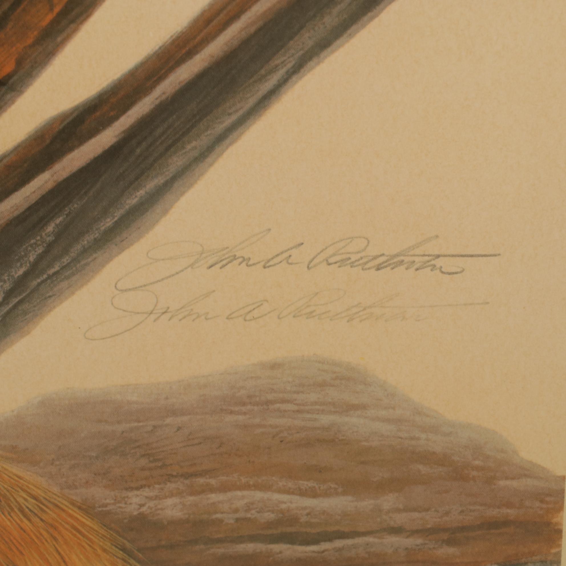 John Ruthven North American Series: "Red Foxes"  Offset Lithograph, 1971