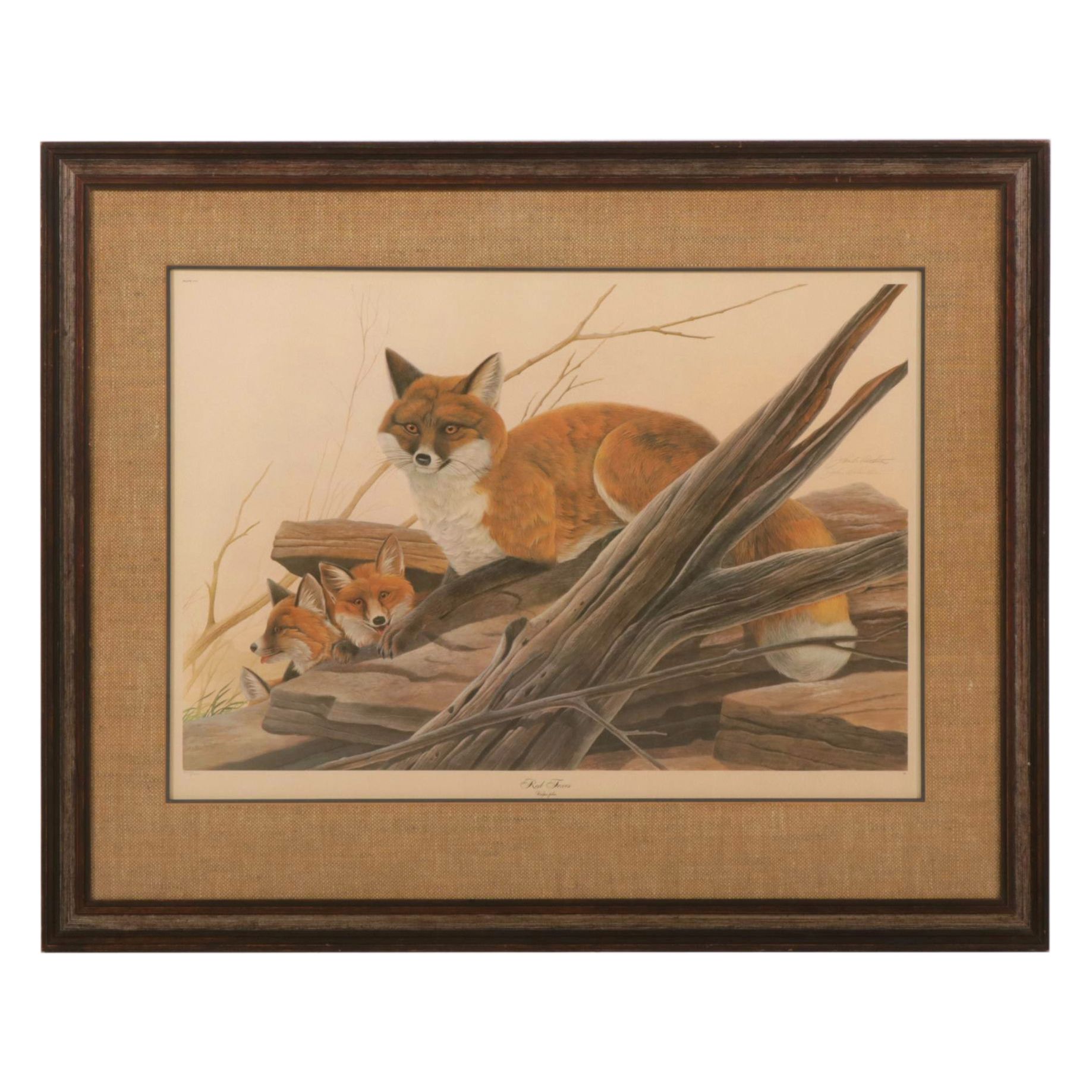 John Ruthven North American Series: "Red Foxes"  Offset Lithograph, 1971