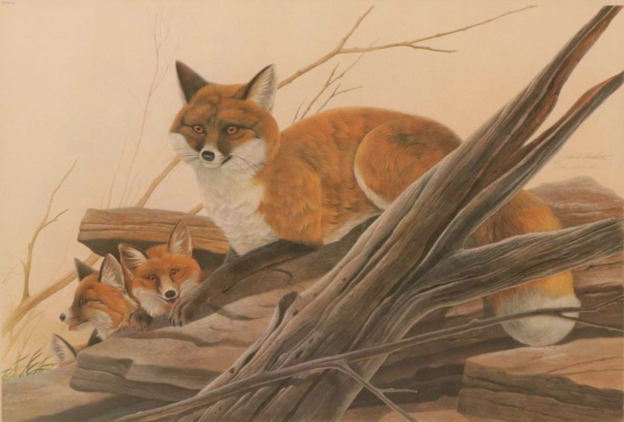 John Ruthven North American Series: "Red Foxes"  Offset Lithograph, 1971