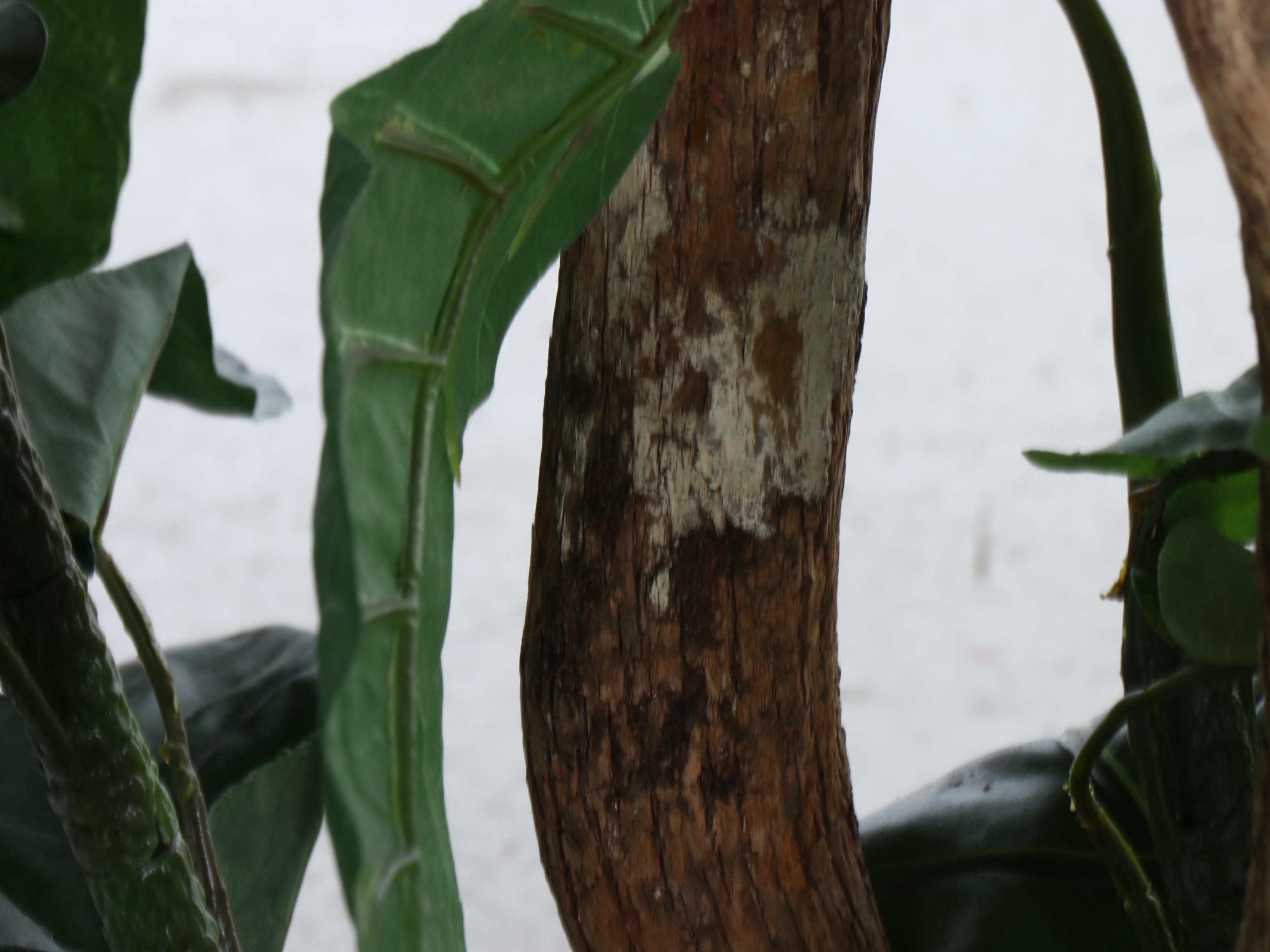 Artificial Fiddle Leaf Fig Plant