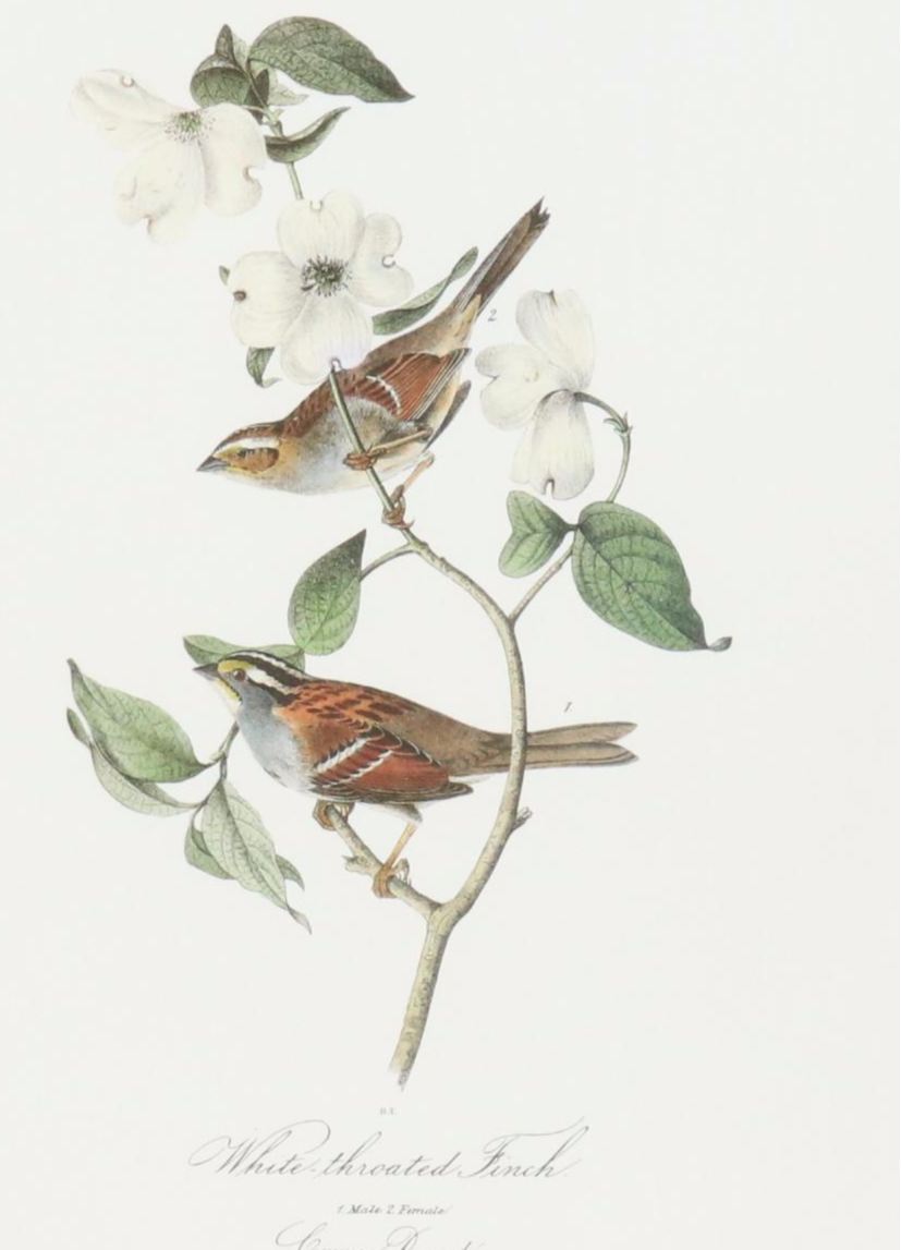 Orinthological Offset Lithographs After J.J. Audubon "Painted Bunting" and More