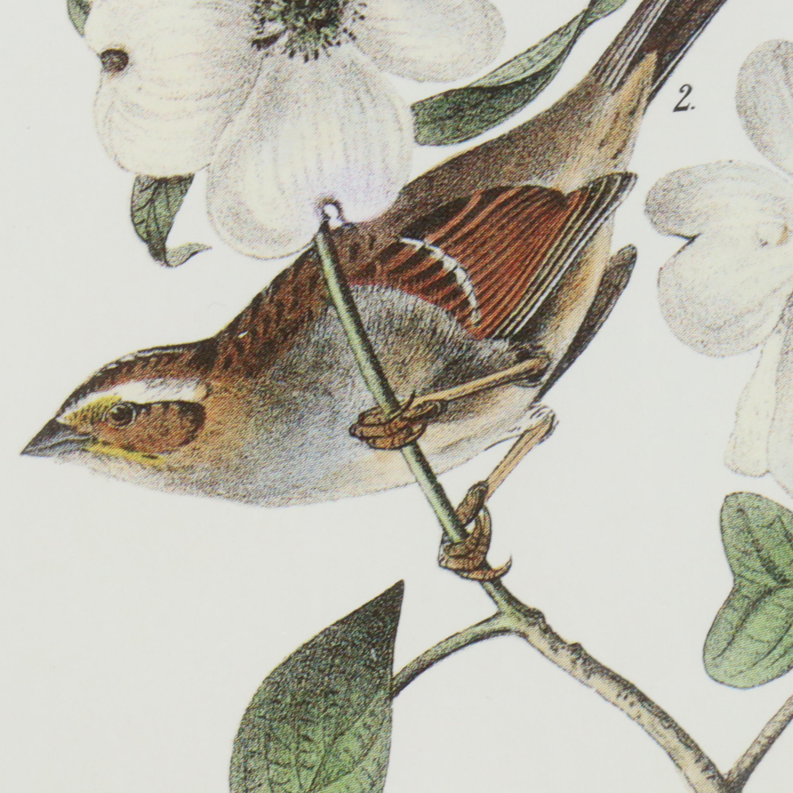 Orinthological Offset Lithographs After J.J. Audubon "Painted Bunting" and More