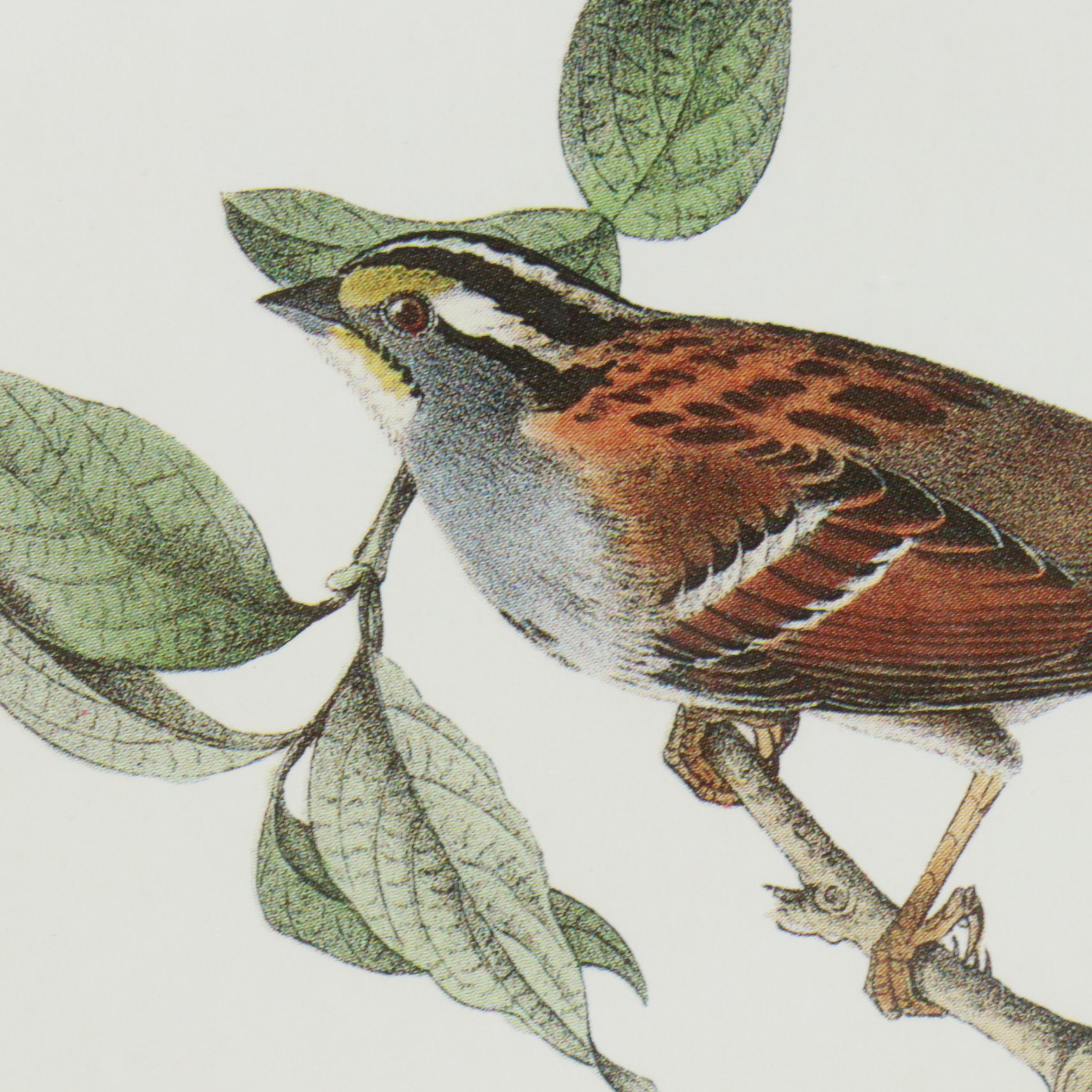 Orinthological Offset Lithographs After J.J. Audubon "Painted Bunting" and More