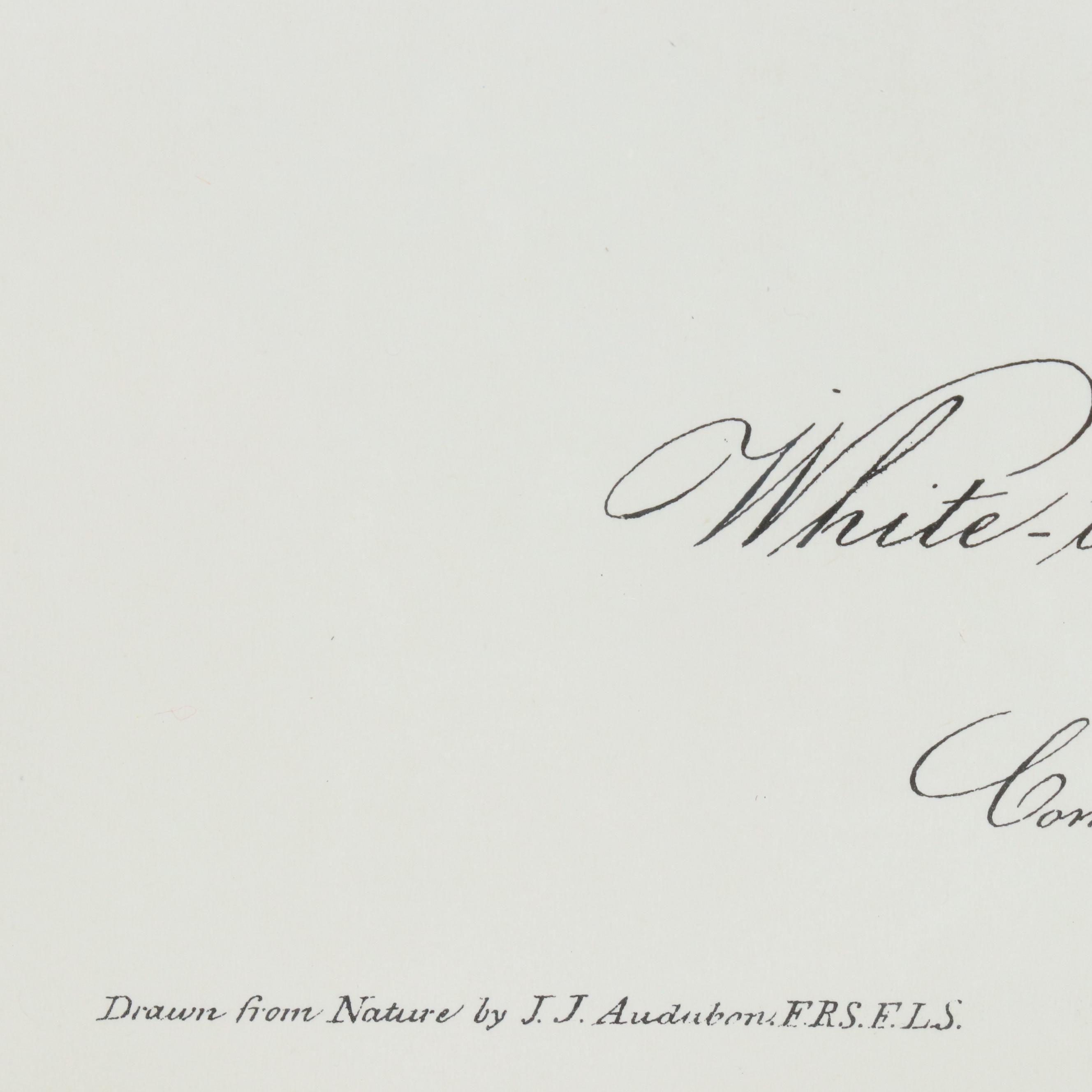 Orinthological Offset Lithographs After J.J. Audubon "Painted Bunting" and More