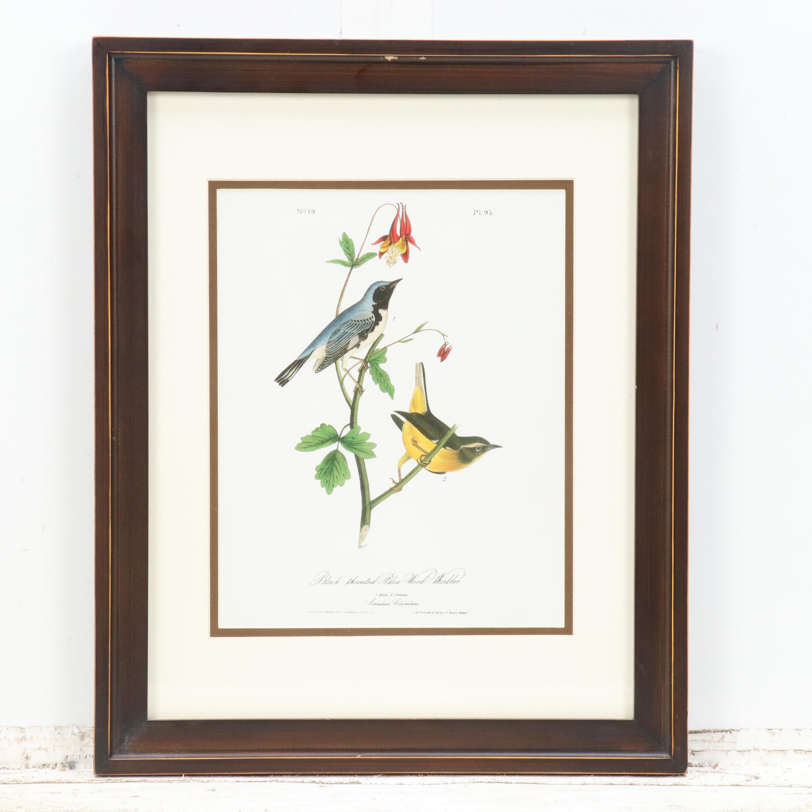 Orinthological Offset Lithographs After J.J. Audubon "Painted Bunting" and More