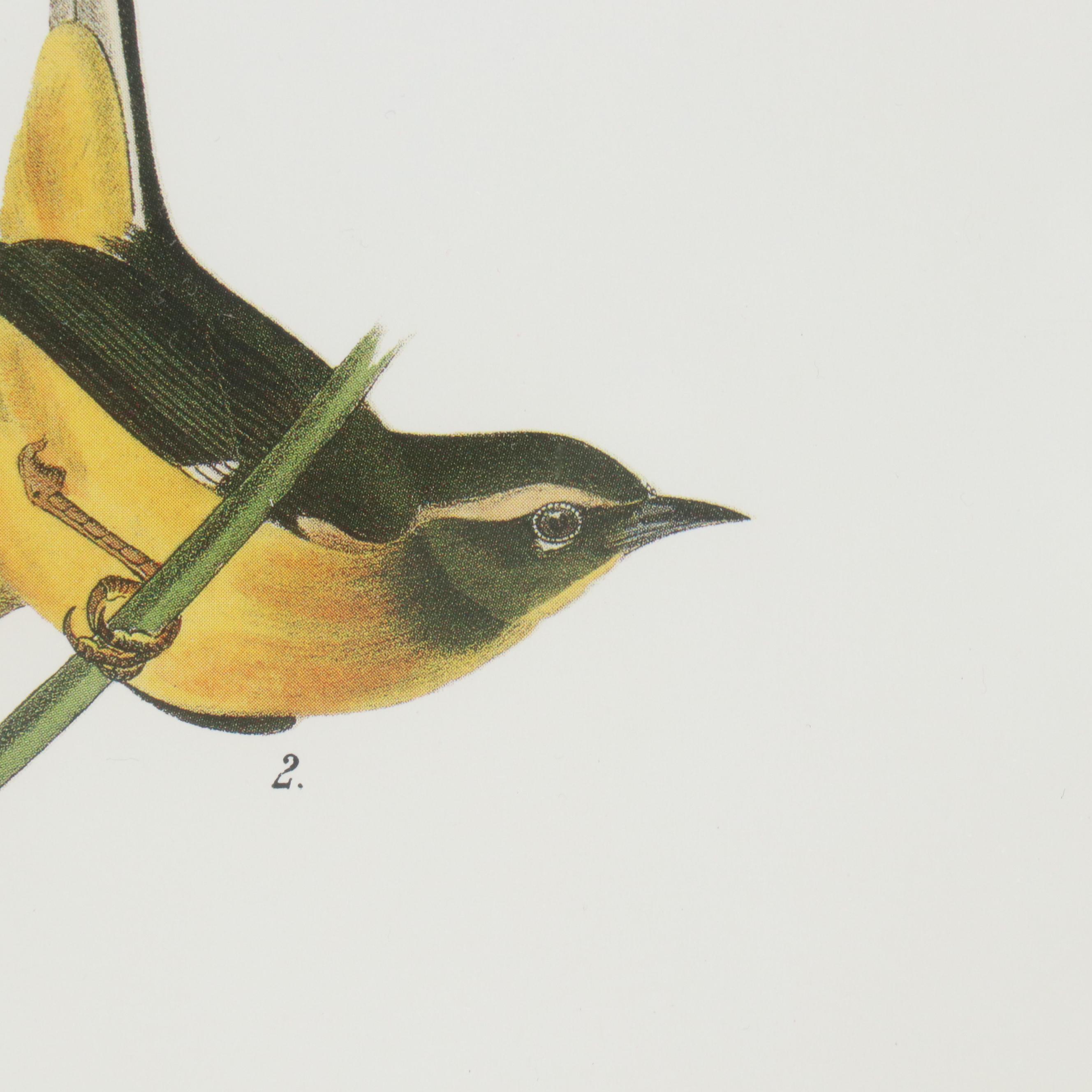 Orinthological Offset Lithographs After J.J. Audubon "Painted Bunting" and More