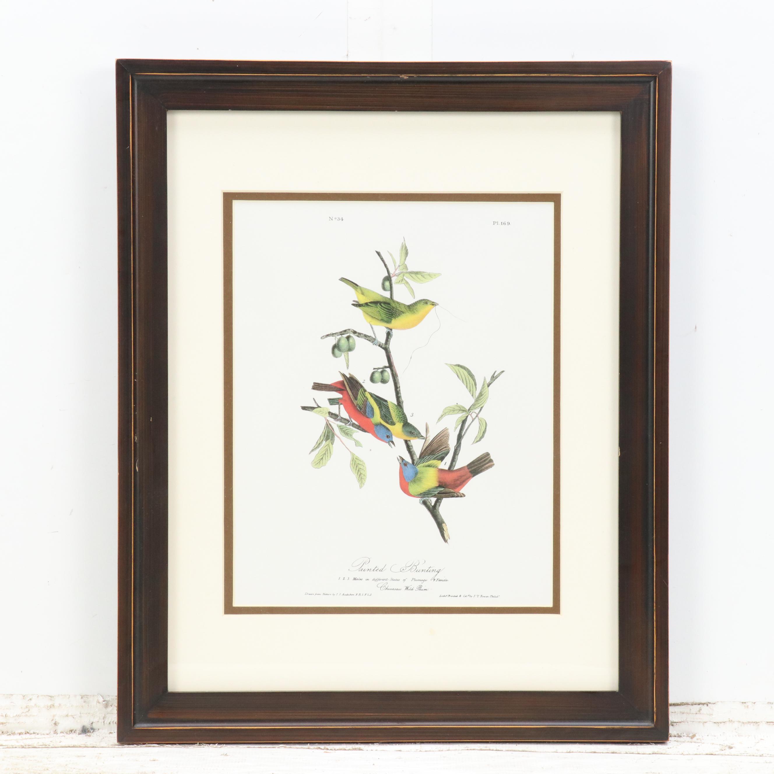 Orinthological Offset Lithographs After J.J. Audubon "Painted Bunting" and More