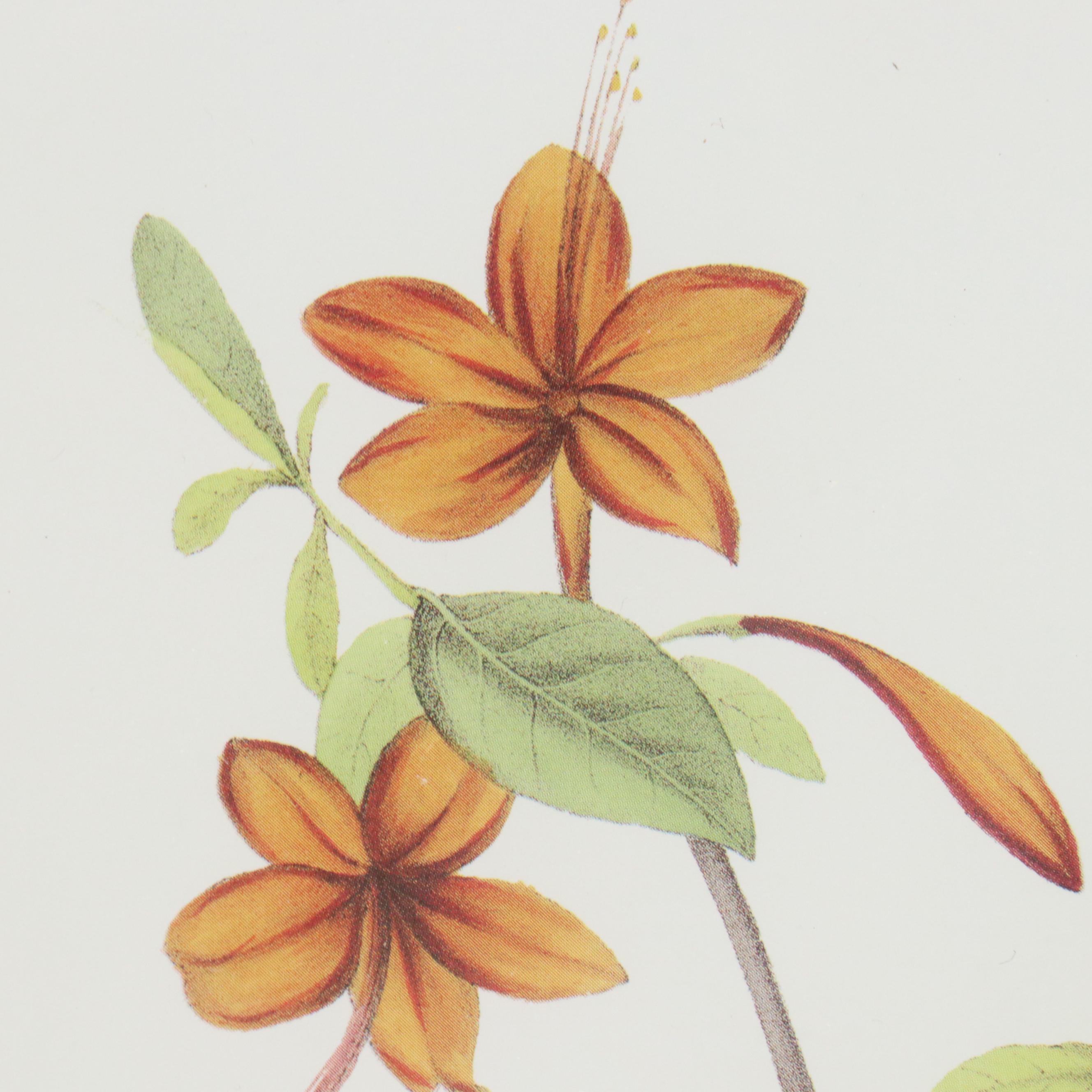 Orinthological Offset Lithographs After J.J. Audubon "Painted Bunting" and More