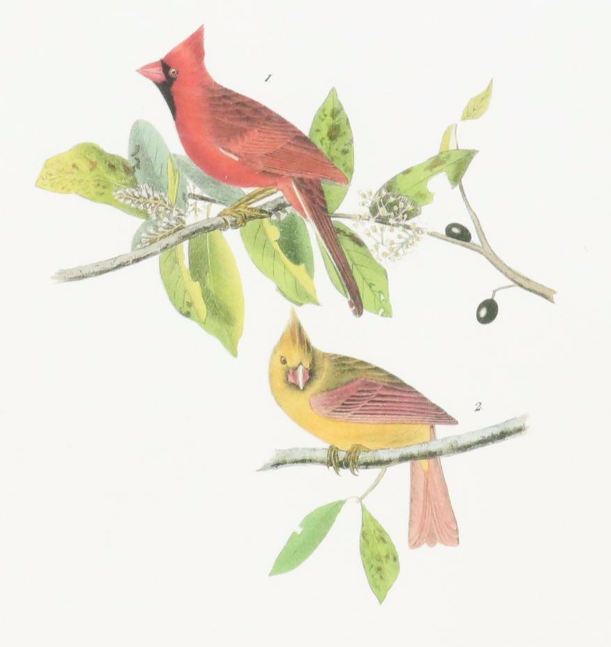 Orinthological Offset Lithographs After J.J. Audubon "Painted Bunting" and More