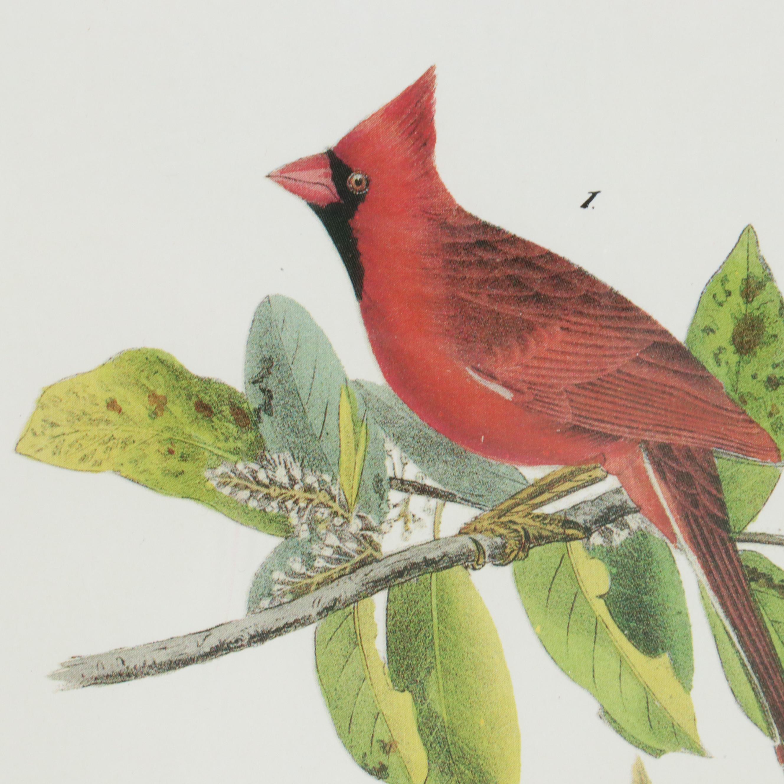Orinthological Offset Lithographs After J.J. Audubon "Painted Bunting" and More